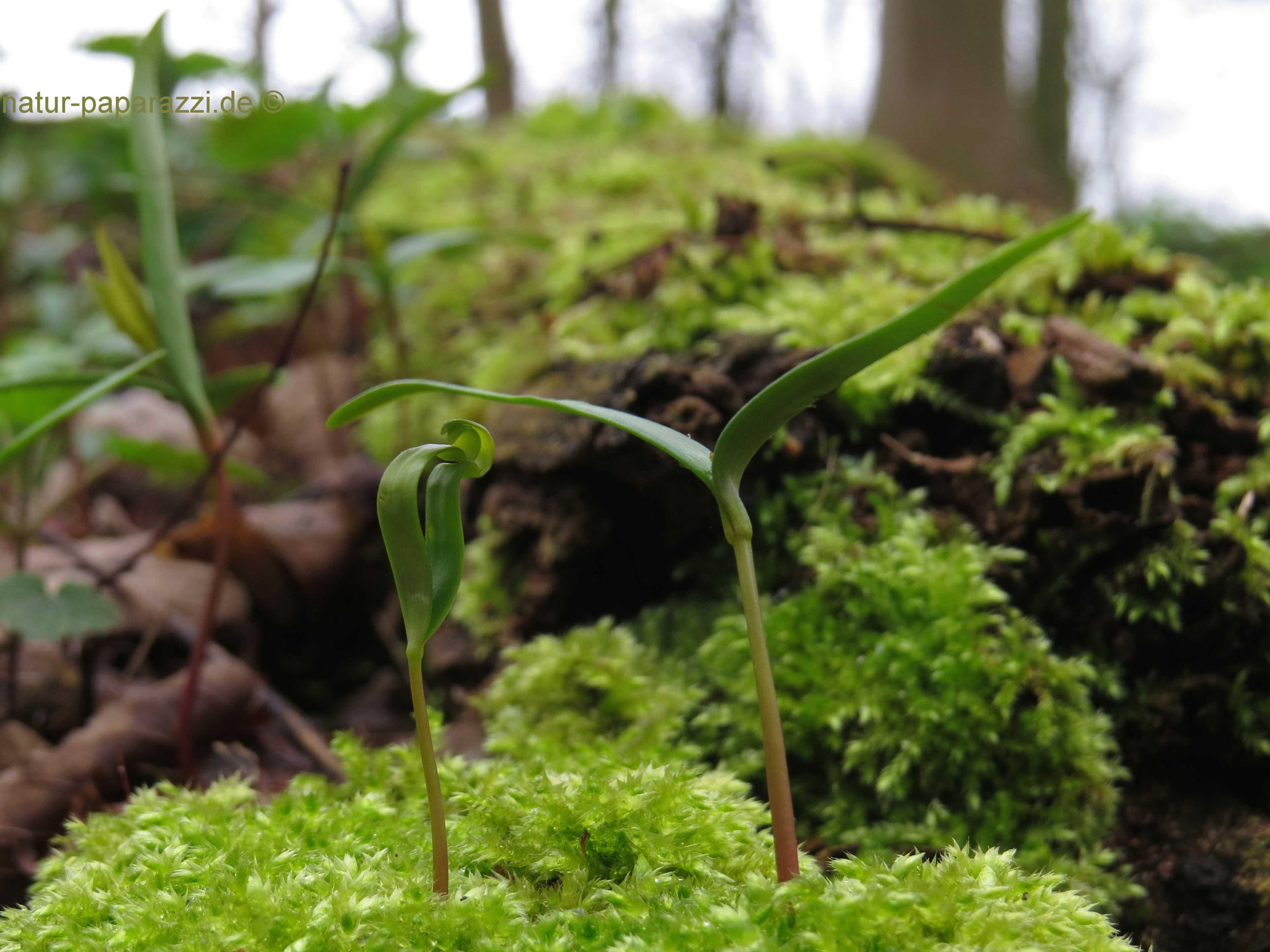 Endlich Frühling :o)