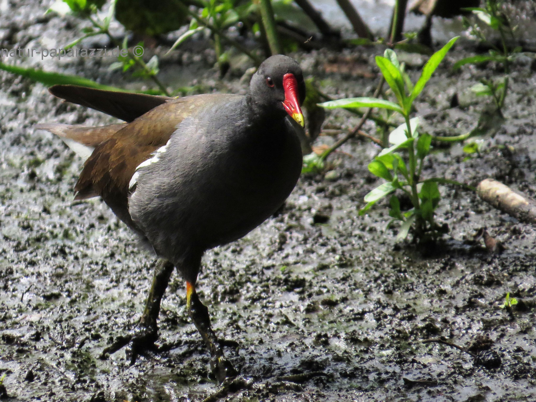 Teichhuhn