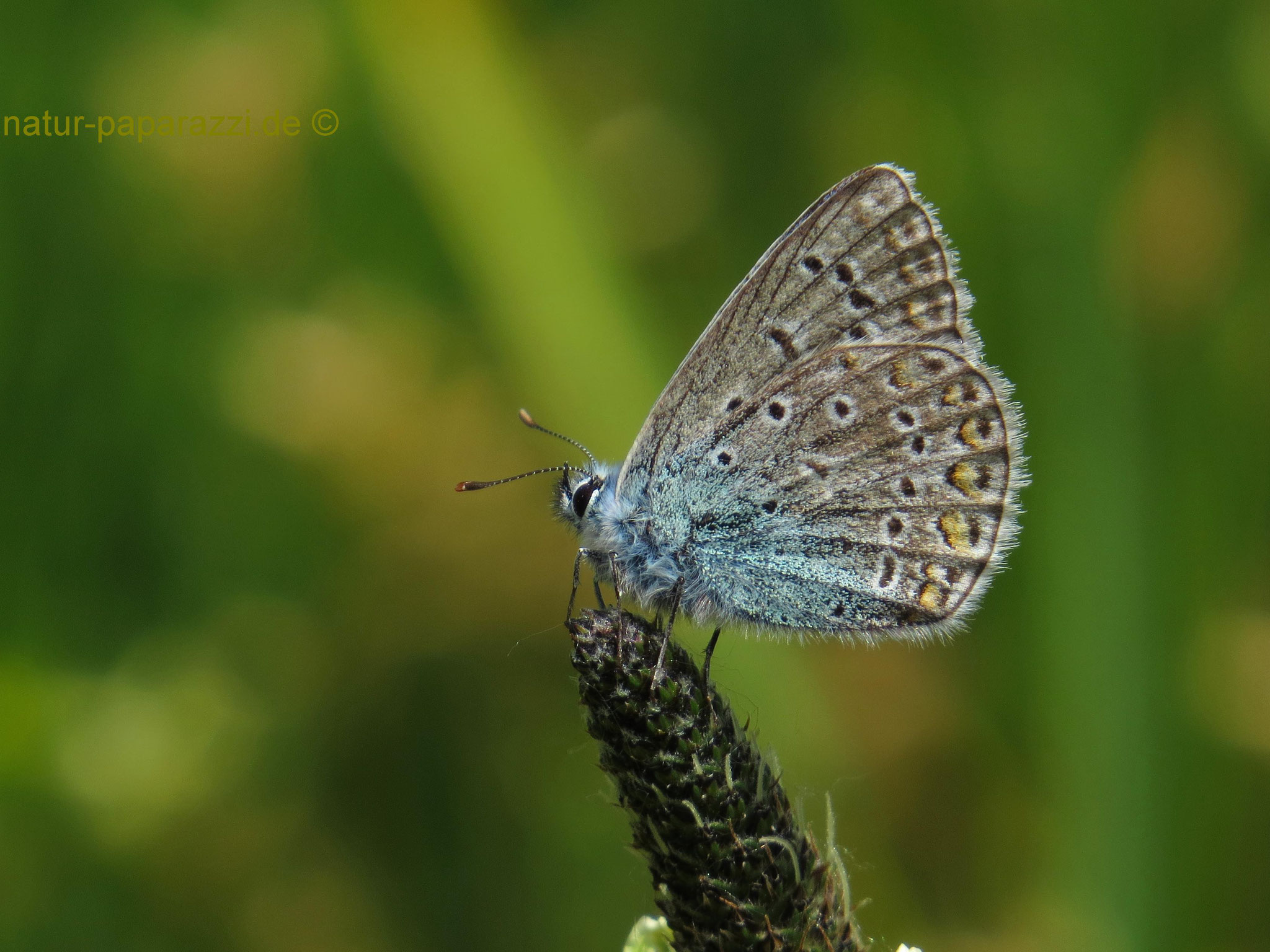 Der Graublaue Bläuling soll eigentlich nur noch im mittleren und südlichen Teil Deutschlands und nicht in HH vorkommen. Rote Liste 2 stark gefärdet. Leider wurde das Habitat zugebaut. Somit ist die Art eventuell wirklich in HH ausgestorben :o(