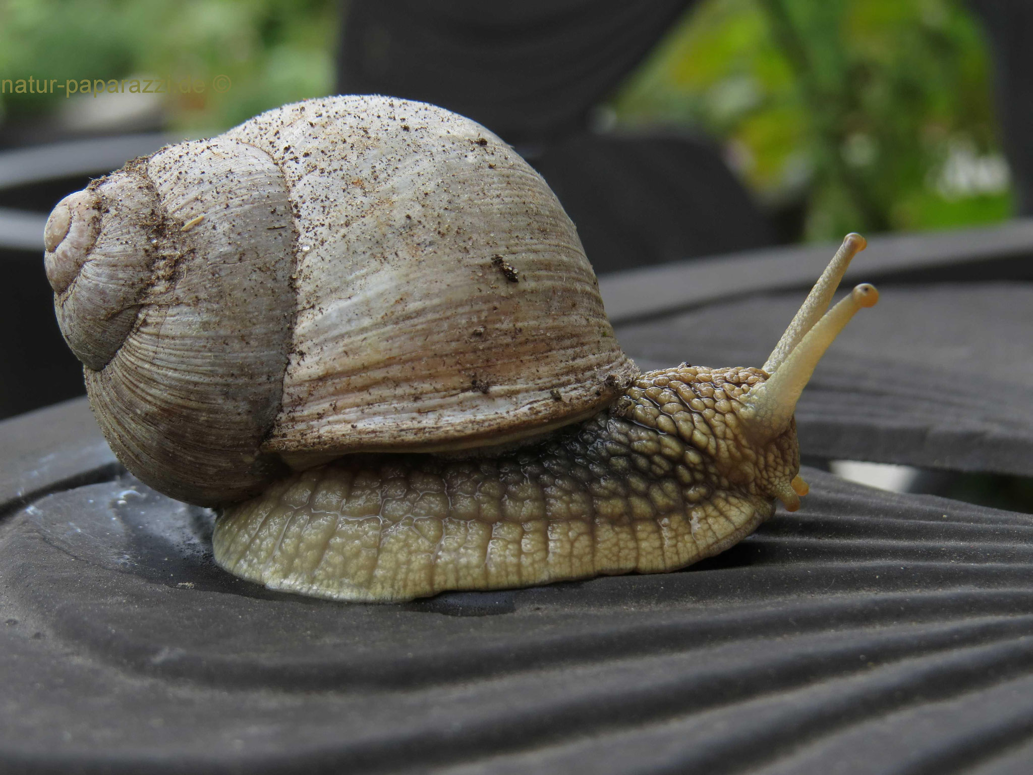 Weinbergschnecke