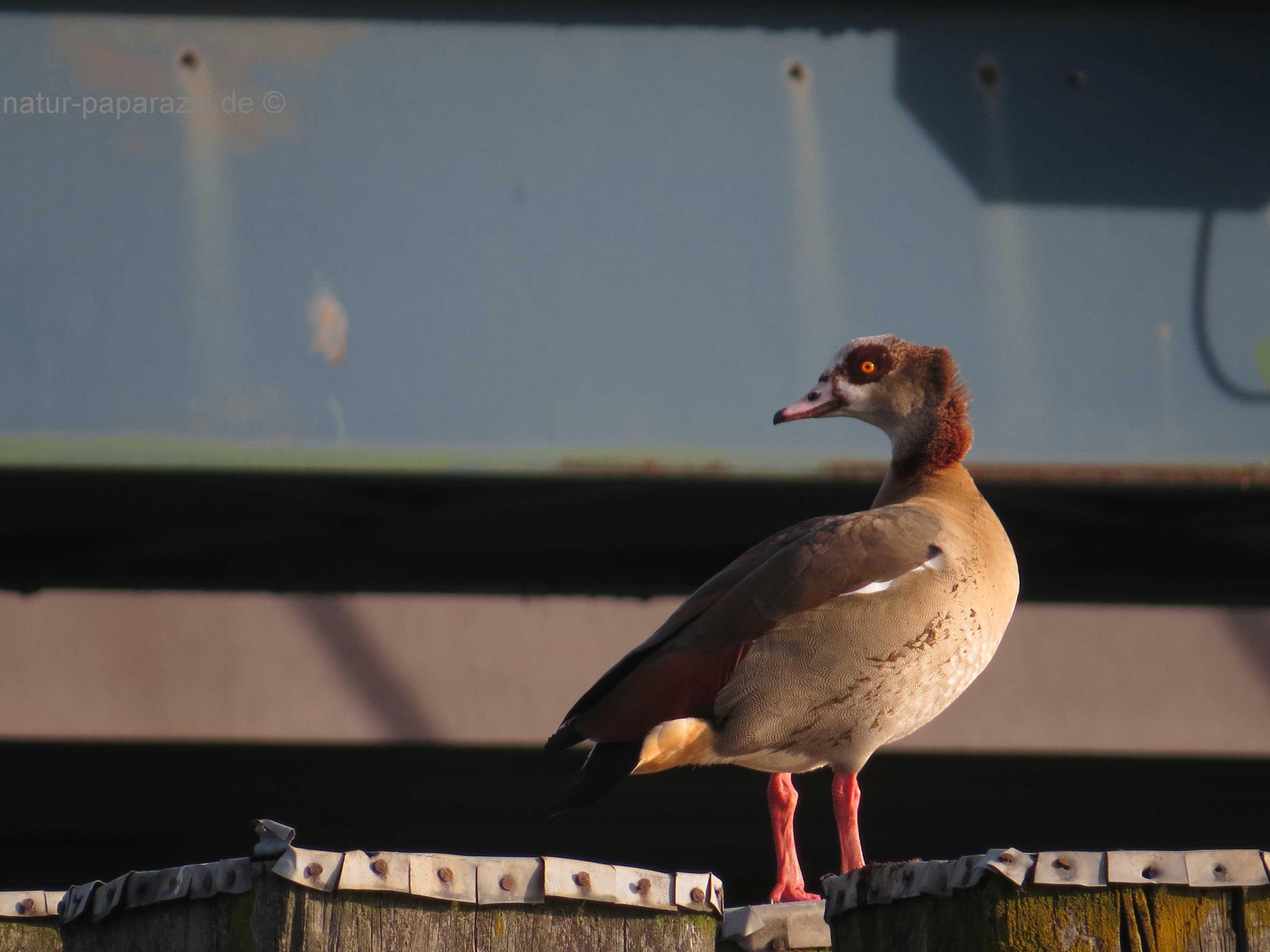 Die Nilgänse kamen schon gegen Ende des 18. Jahrhundert als Ziergeflügel nach Europa. Mittlerweile gehören sie zu den erfolgreichsten Neozoen.