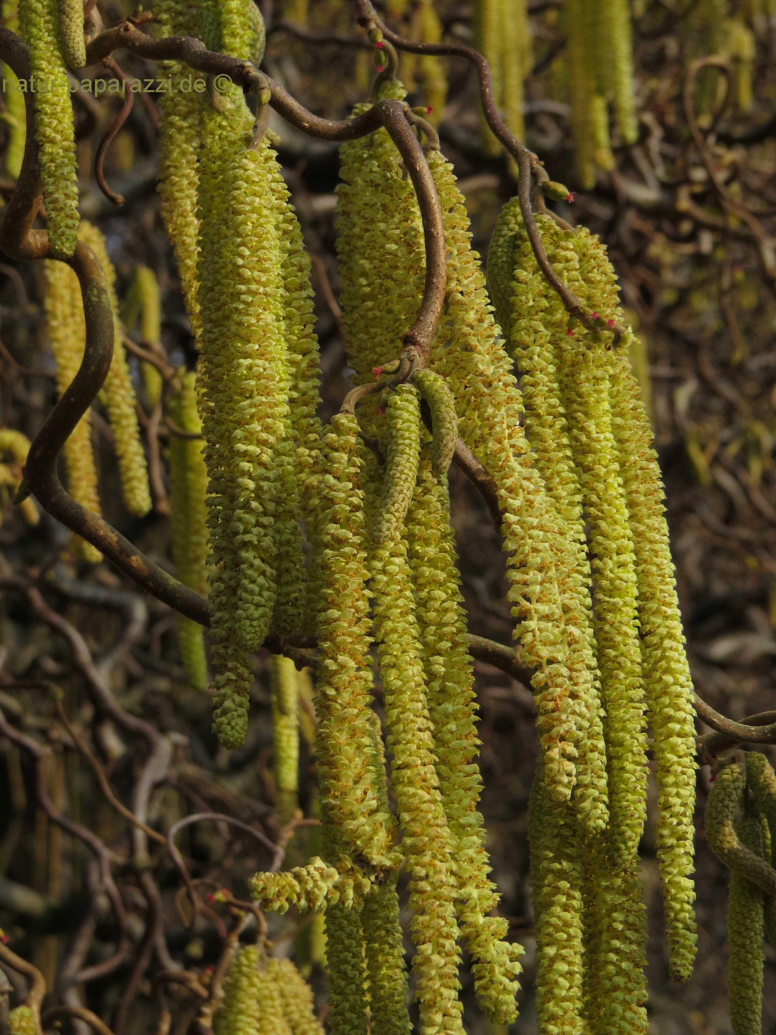 Haselnussblüte