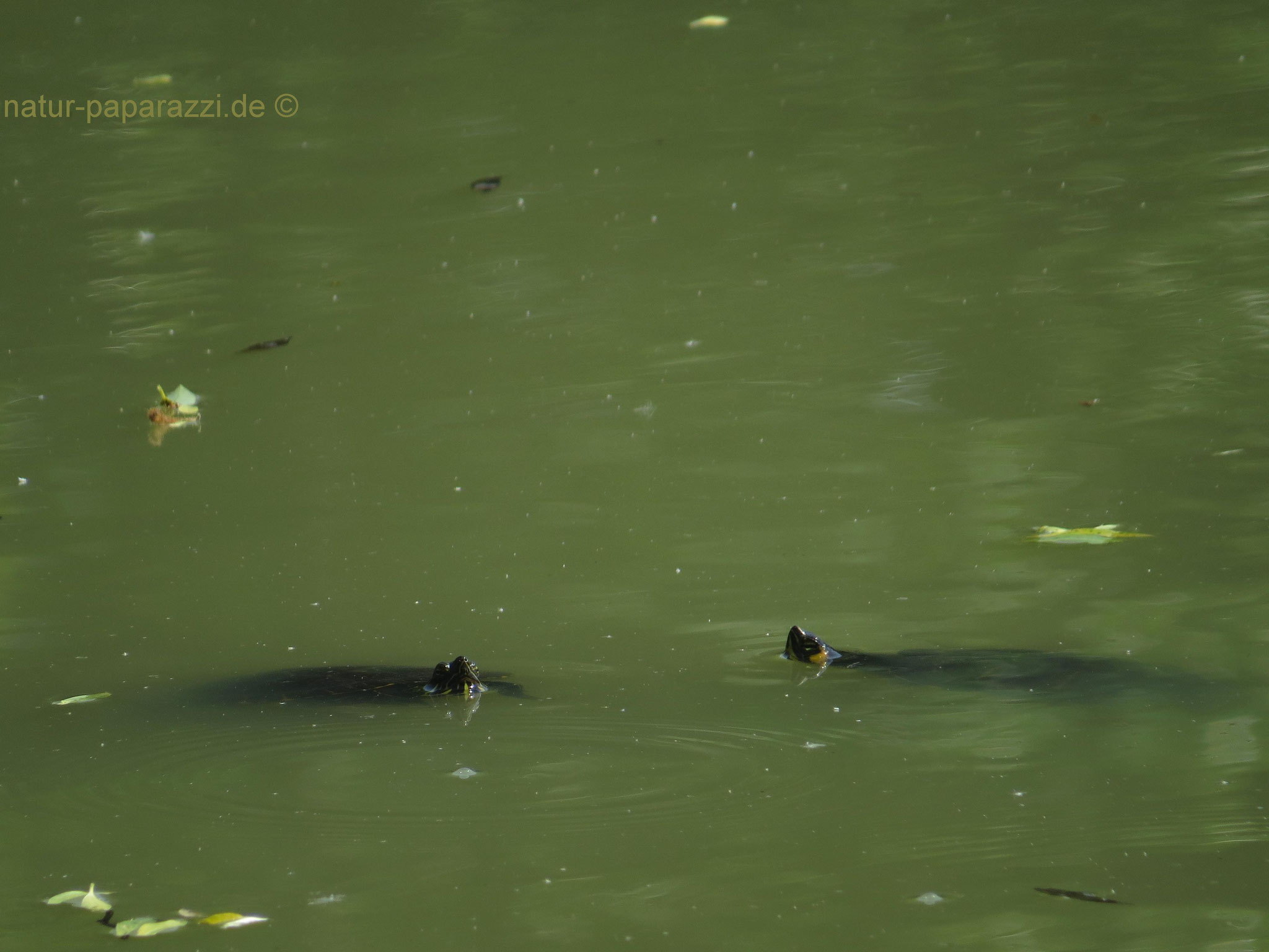 Florida-Rotbauch-Schmuckschildkröte mit (rechts) einer Gelbwangen-Schmuckschildkröte.