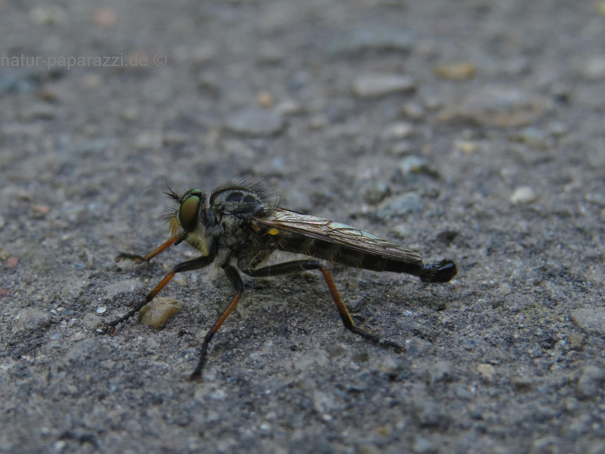 Raubfliege