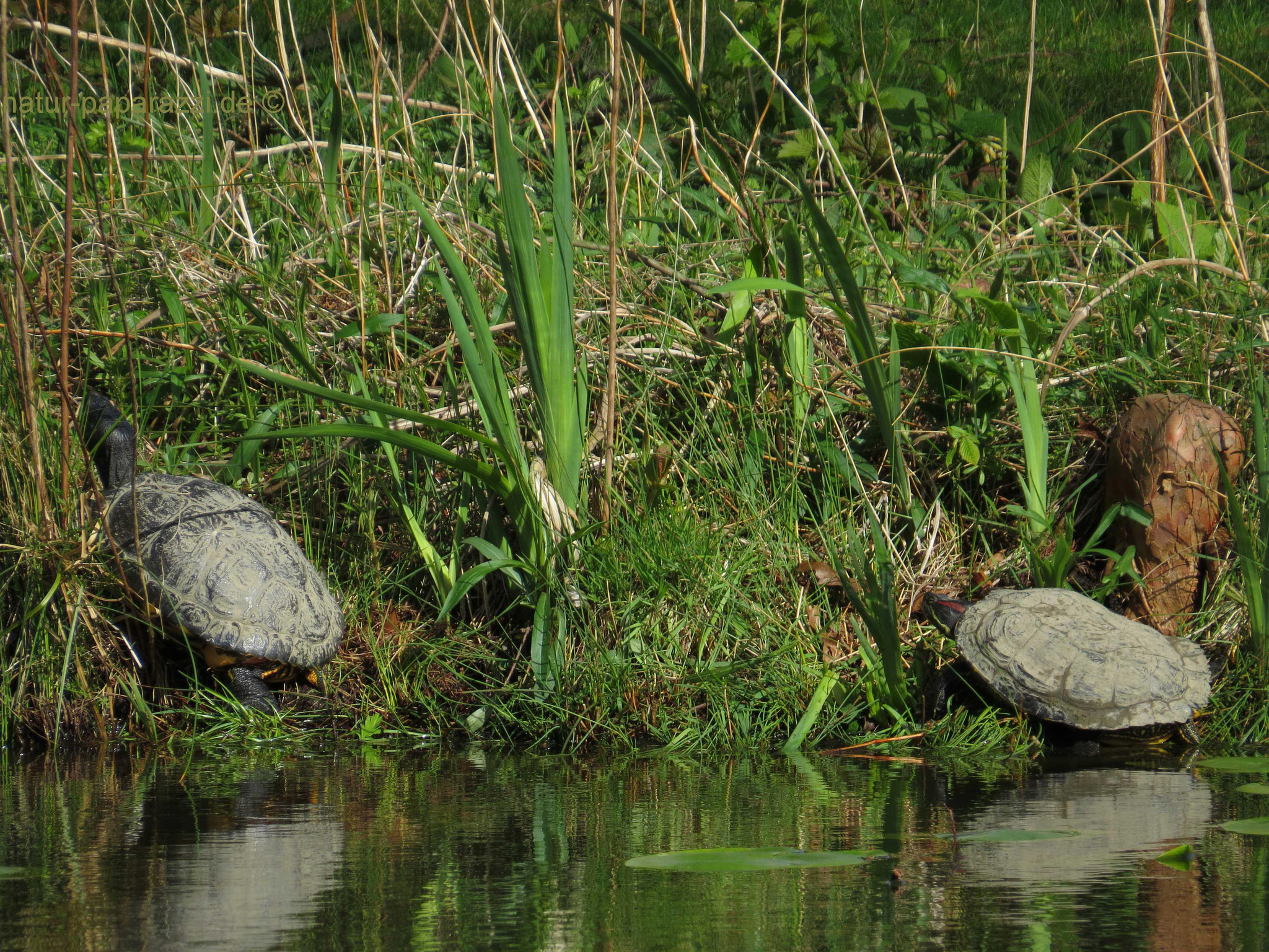 Links: Unbestimmte Schildkröte. Rechts: Rotwangenschmuckschildkröte mit Panzermissbildung (die wahrscheinlich vor dem Aussetzen auftrat). Da ich die Schildkröte ein Jahr später wieder an dem Teich fand, scheint sie die Missbildung nicht zu beeinträchtigen