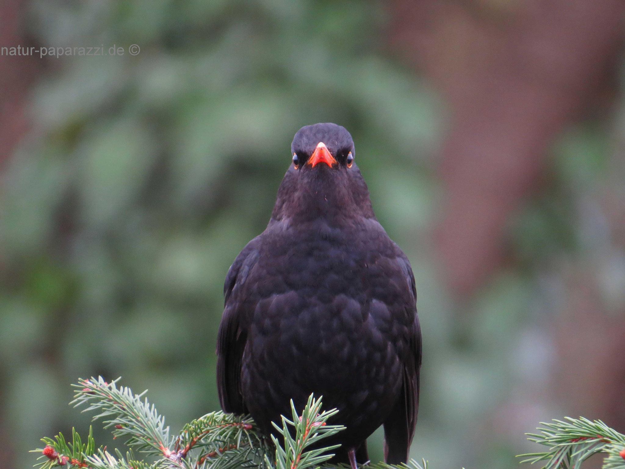 Amsel