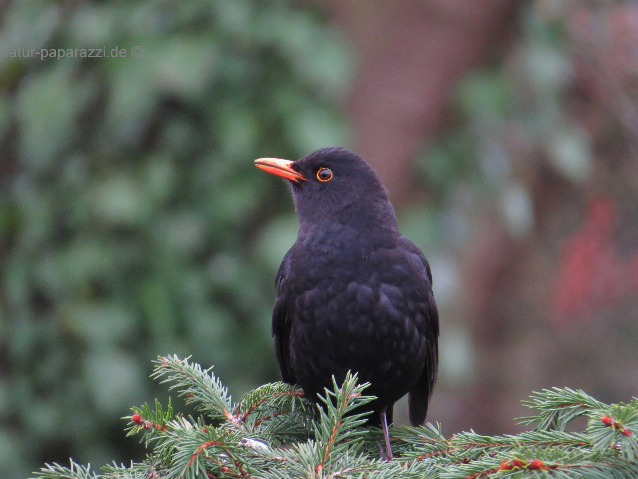 Amsel