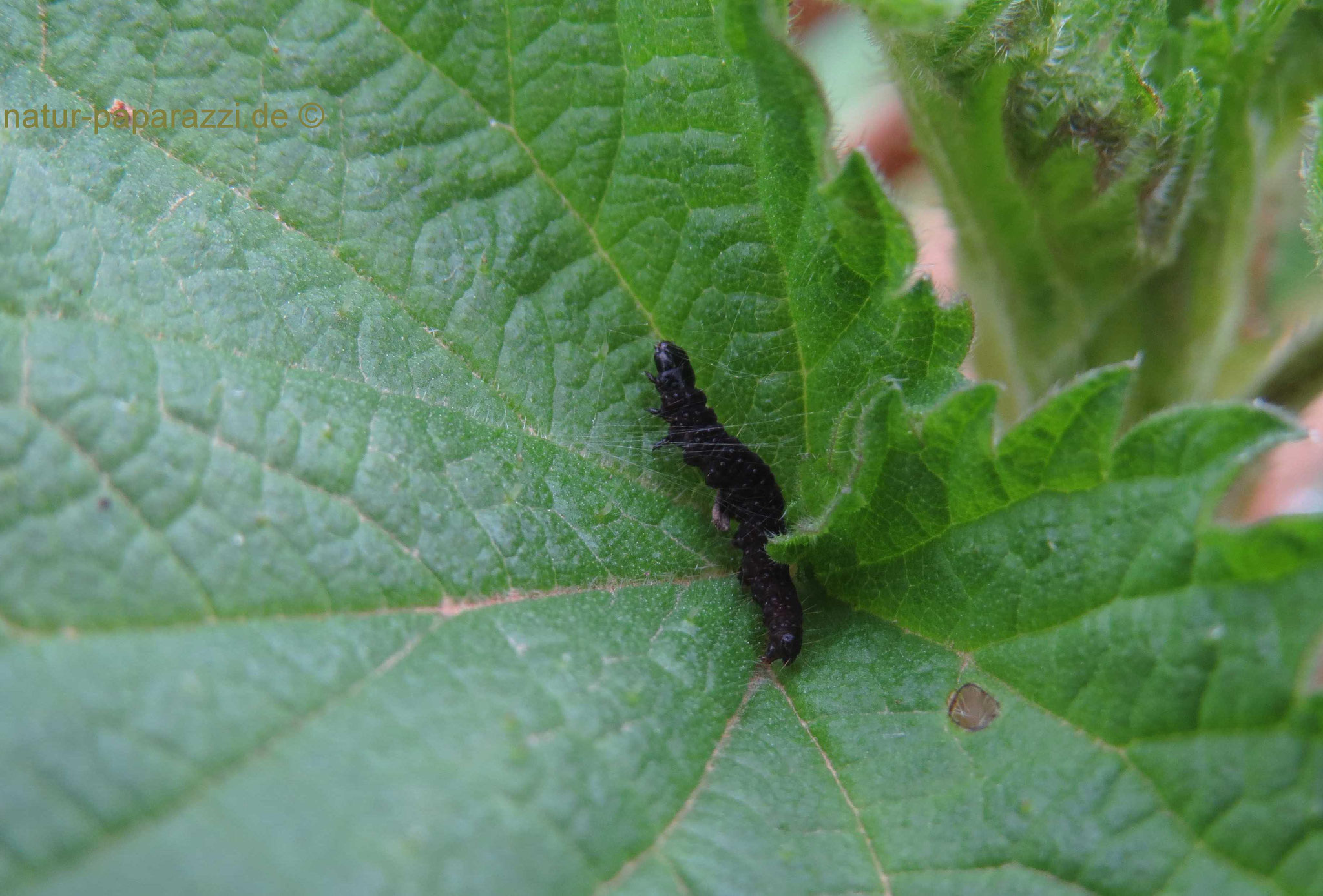 Raupe vom grauen Knospenwickler. 