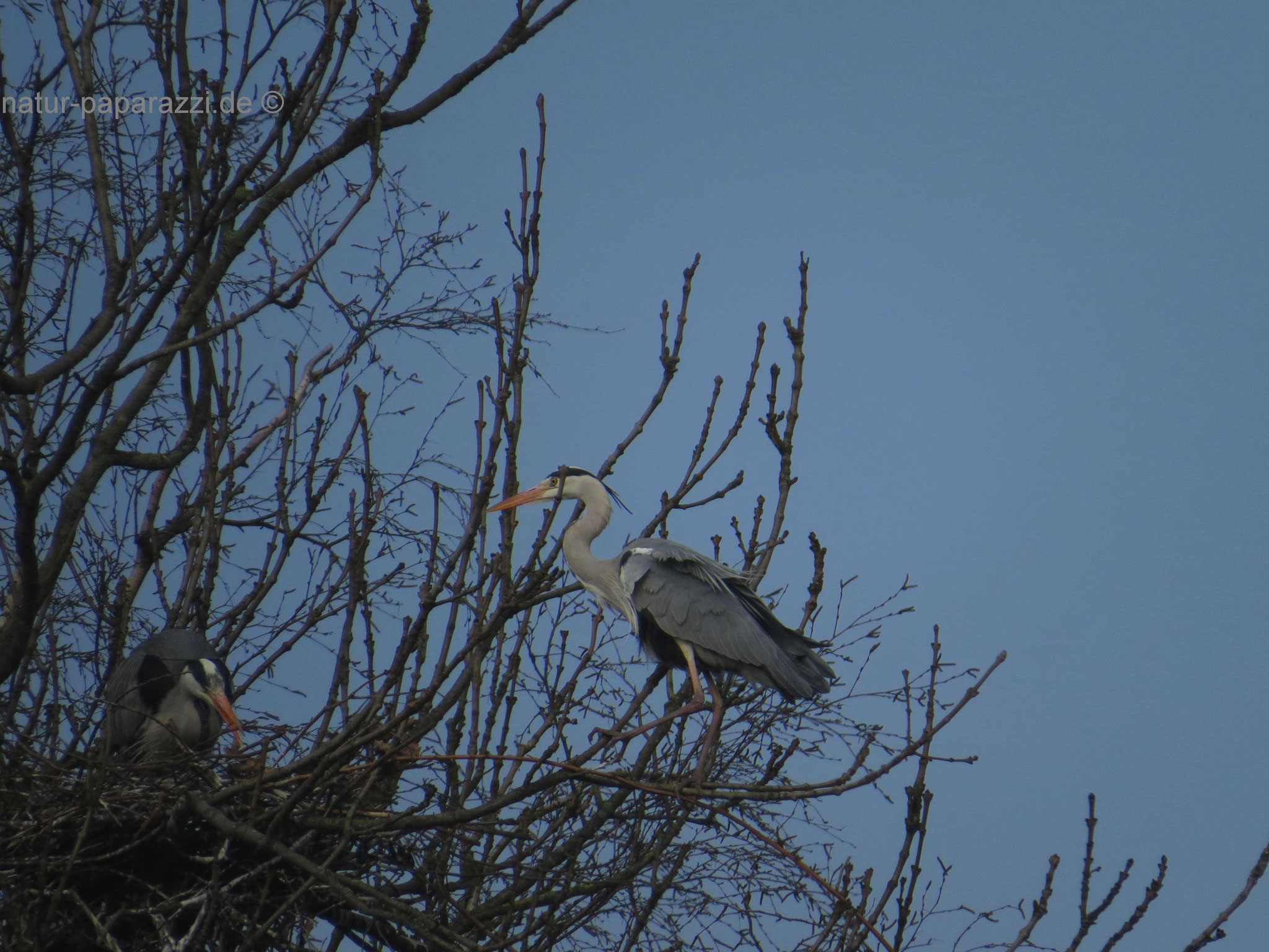 Graureiher im Nest