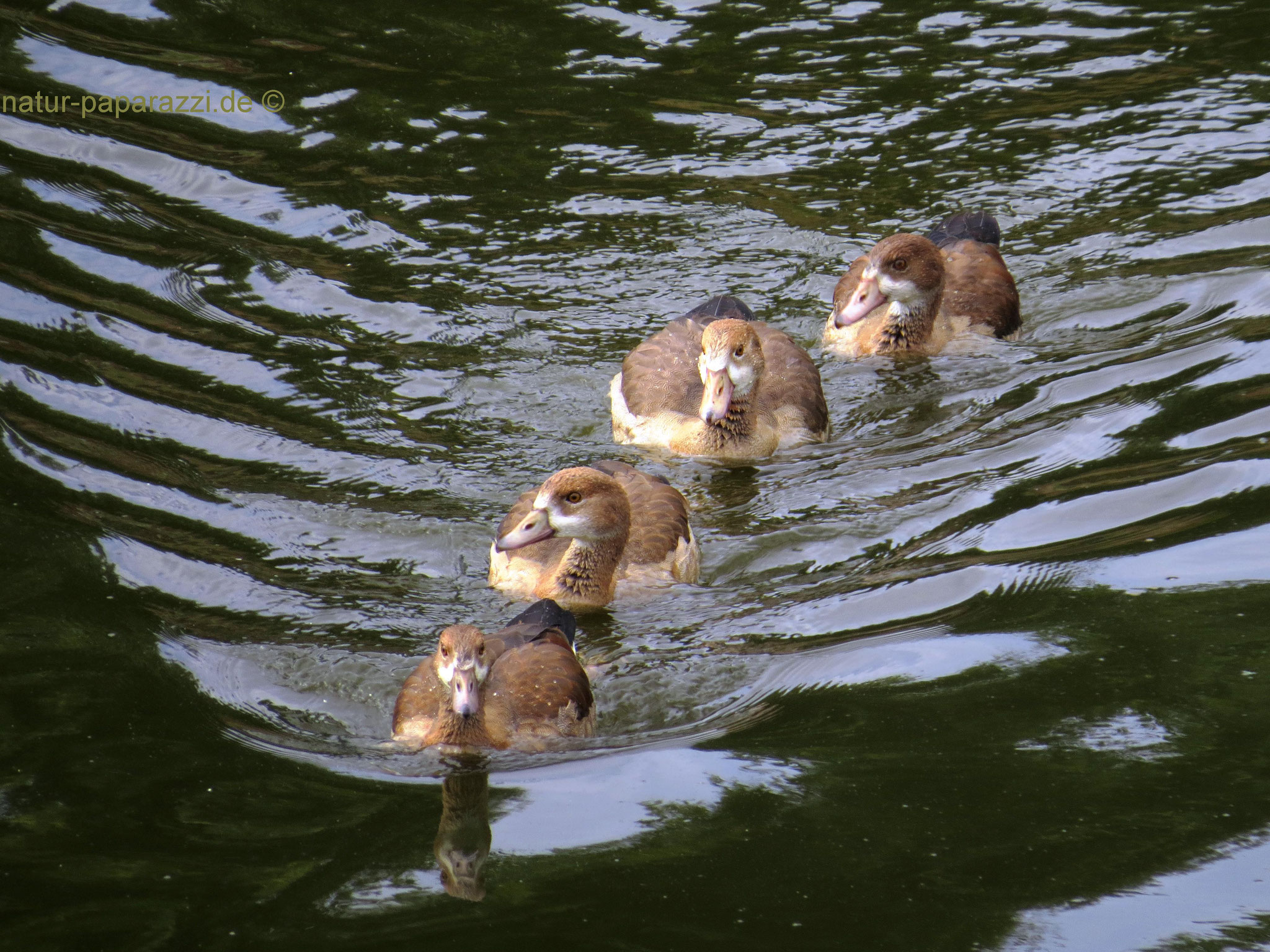 Familienbande (Nilgänse)