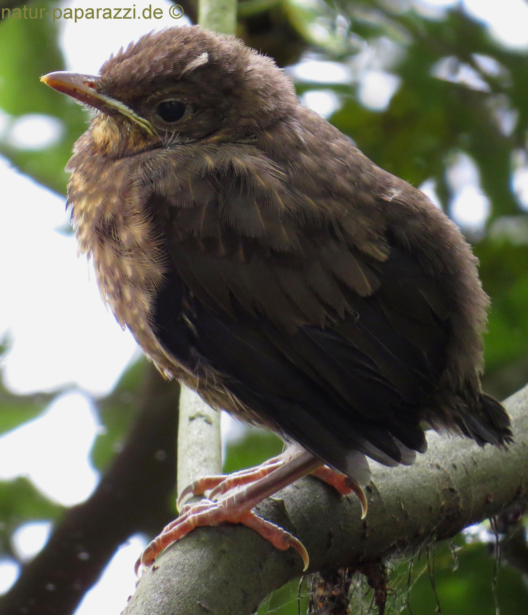 Junge Amsel