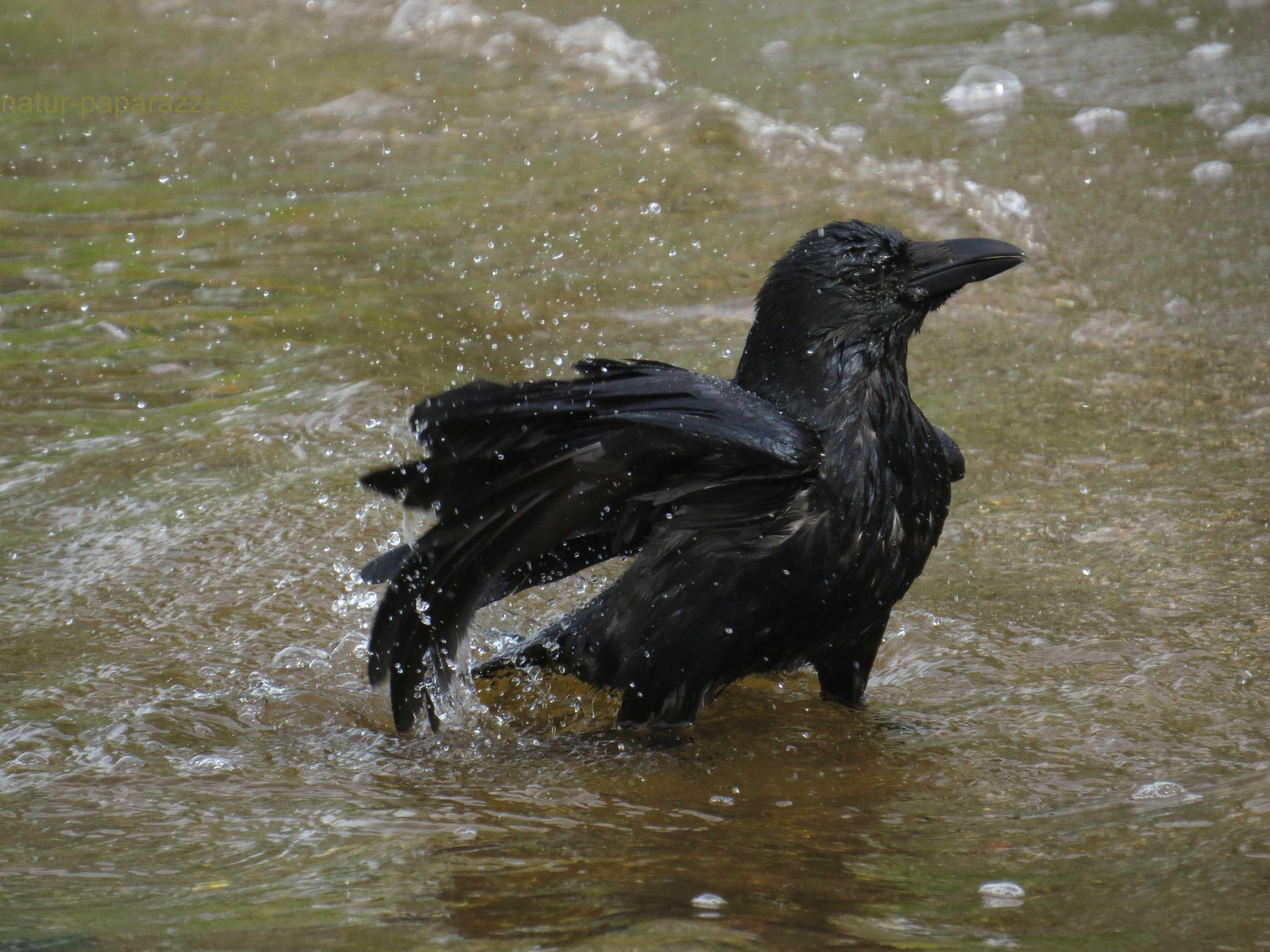 In der Außenalster rechnet man eher mit Schwänen als mit einer Rabenkrähe (beim baden).