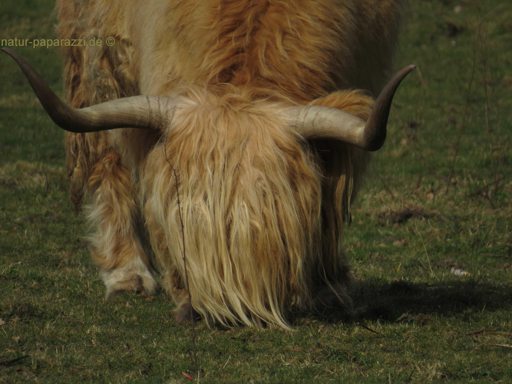 Ein Galloway Rind mit Durchblick ;o)