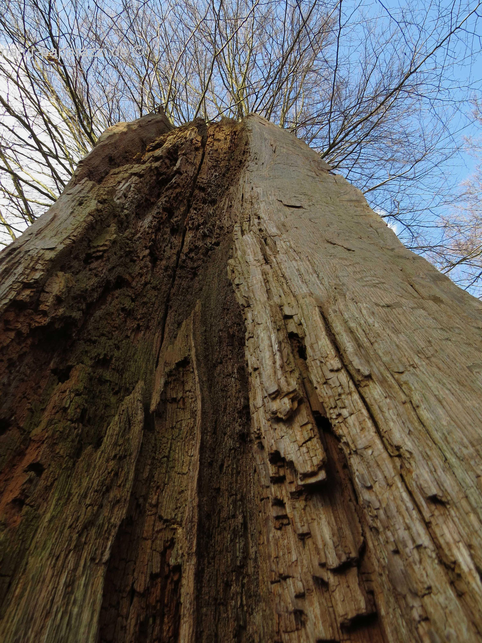 Im Vordergrund ist ein Baumstumpf zu sehen. Die Zweige im Hintergrund gehören zu einem Baum, der ein paar Meter weiter hinten steht.