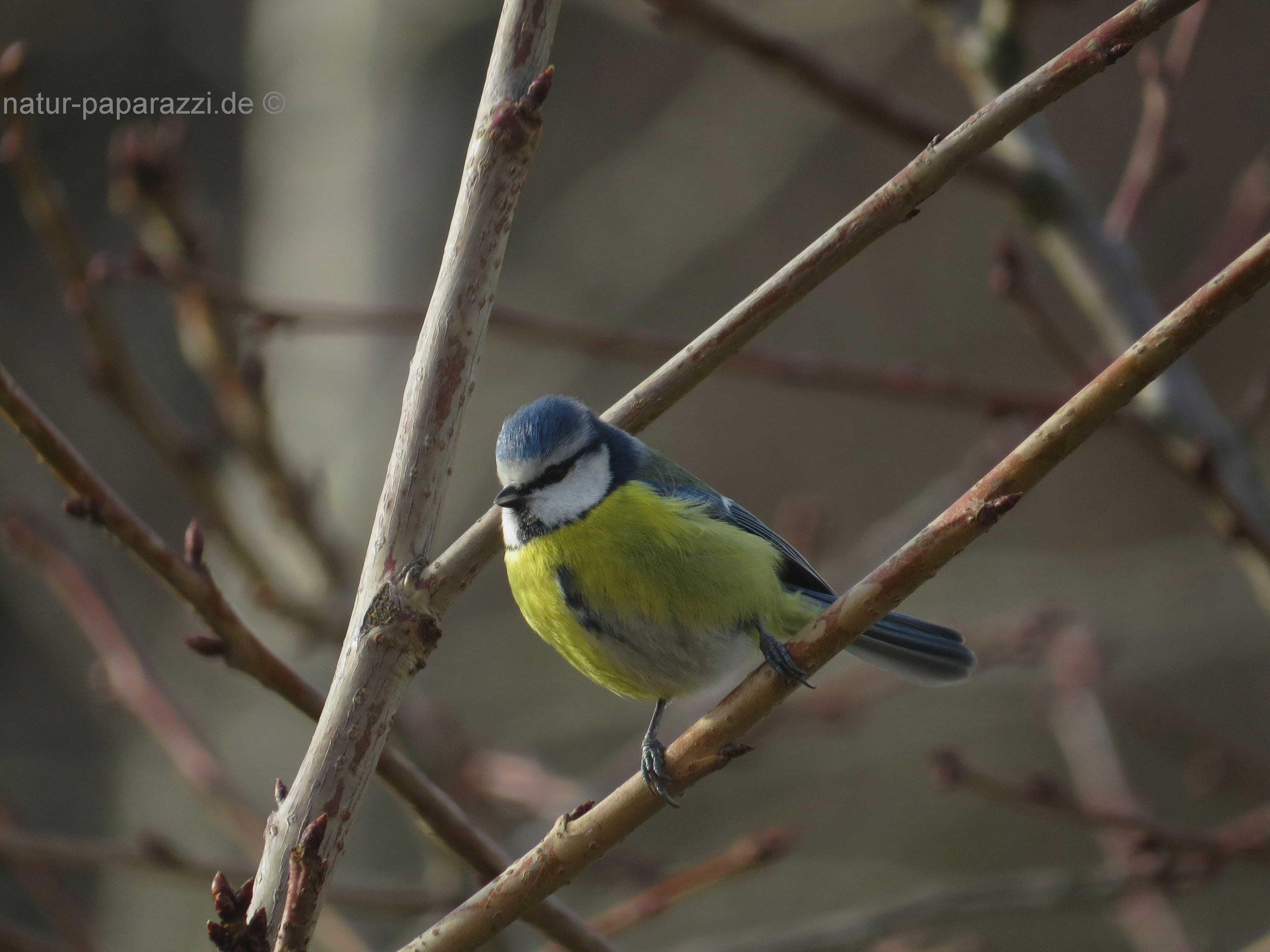 Blaumeise