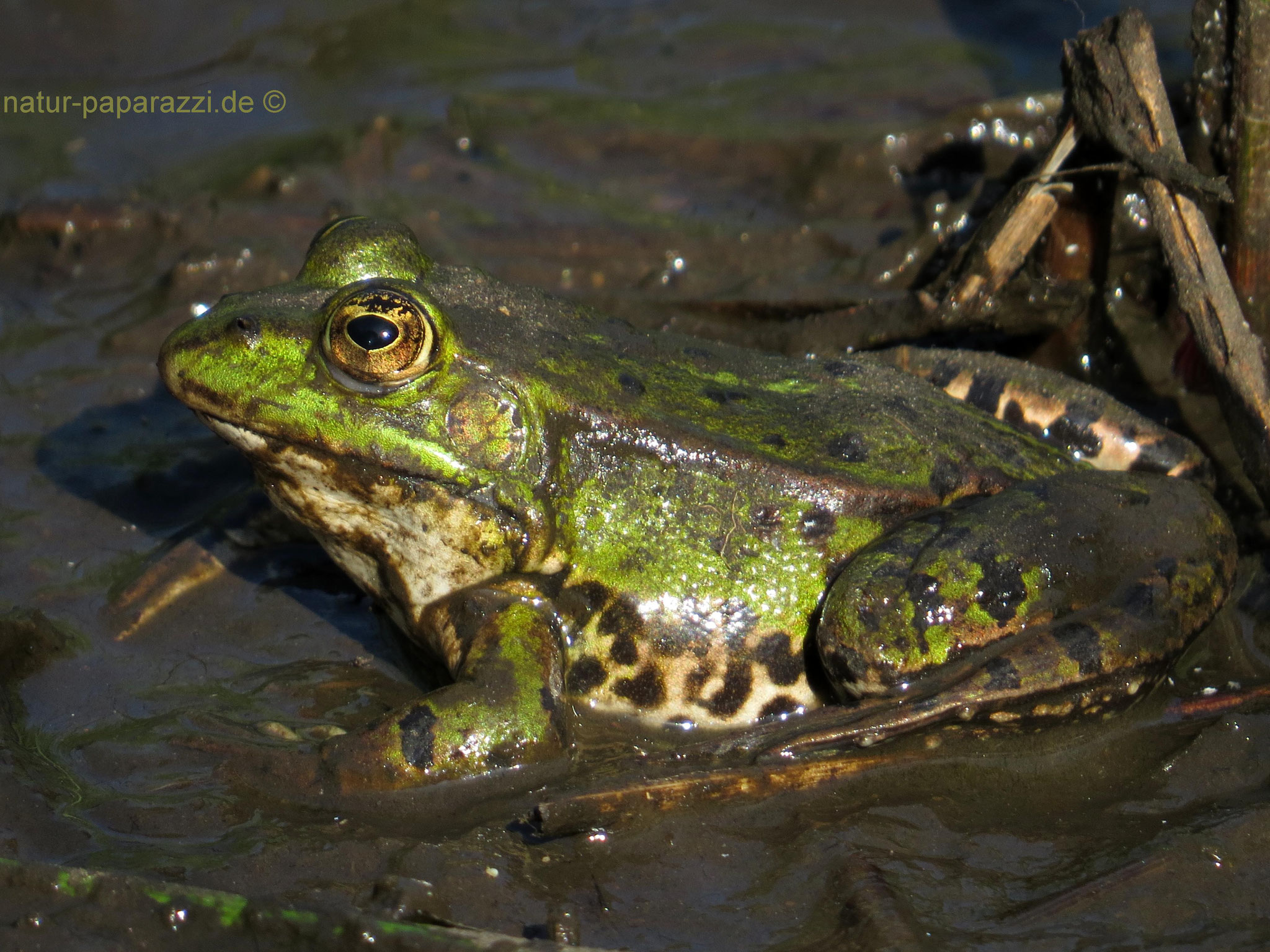 Teichfrosch