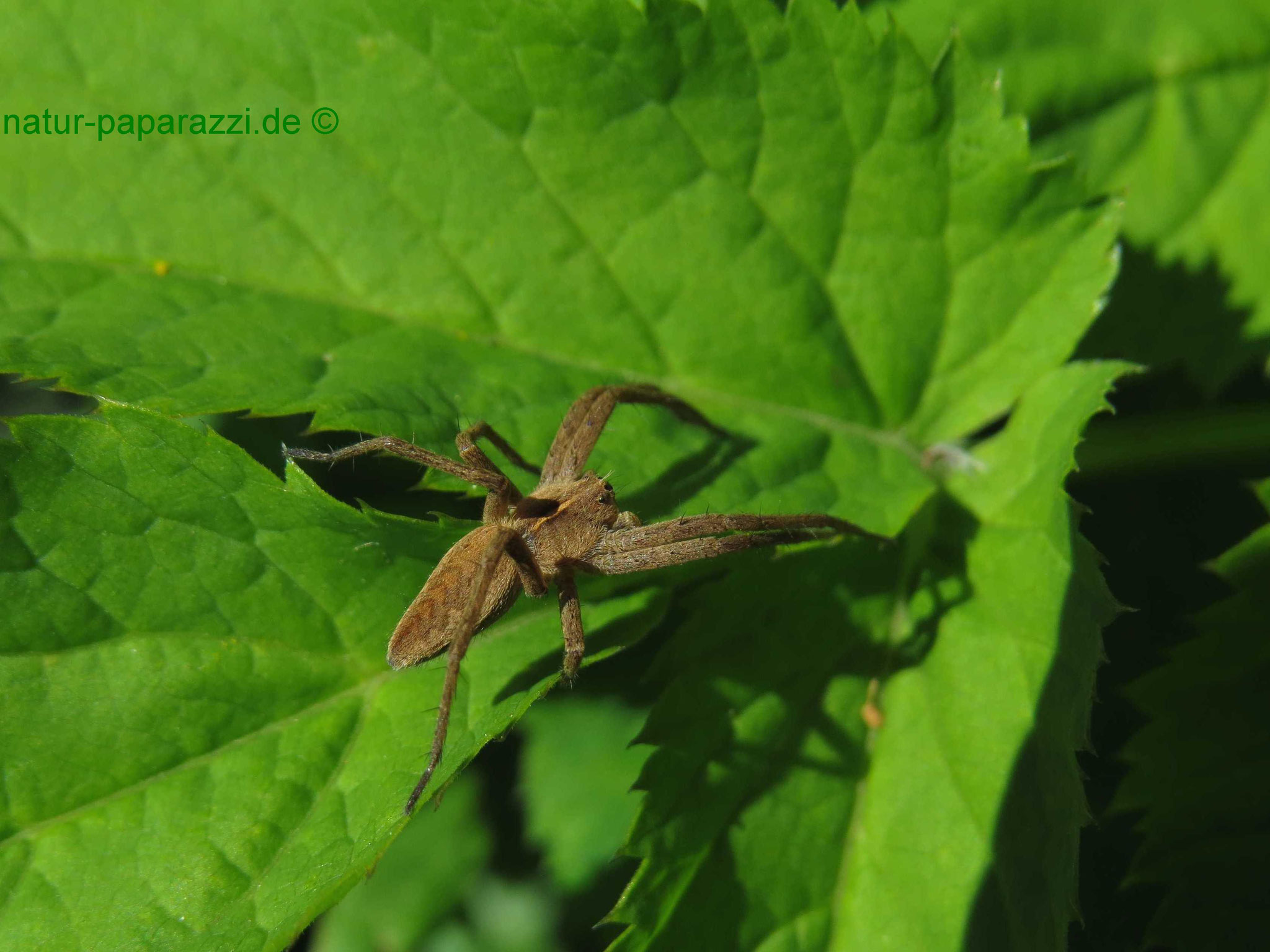 Die Listspinne ist eine Raubspinne. Sie war 2002 Spinne des Jahres 