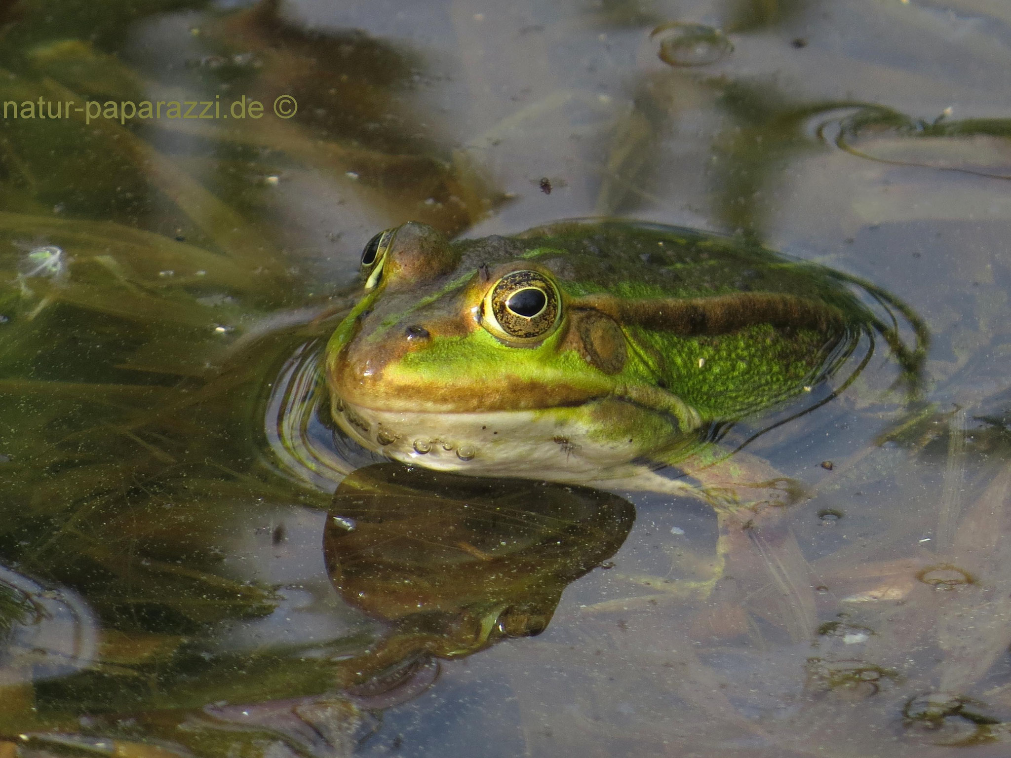 Teichfrosch