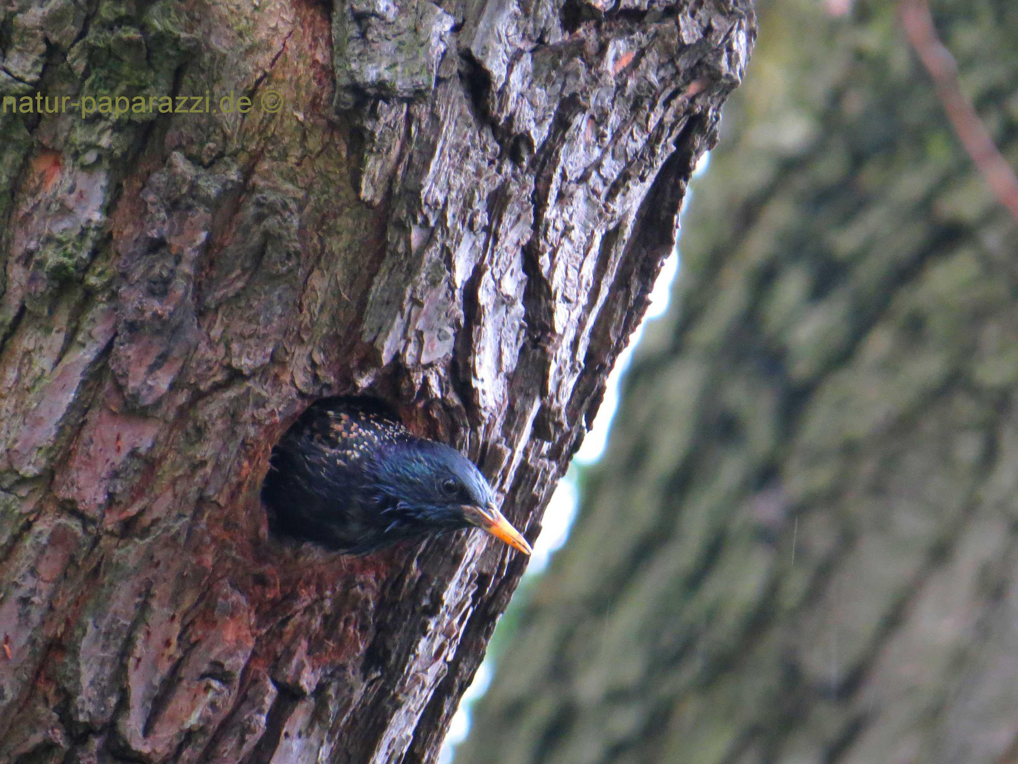 Der Star ist Vogel des Jahres 2018. Er brütet gerne in alten Spechthöhlen. Leider viel der Baum mitsamt der Höhle einem Sturm zum Opfer.