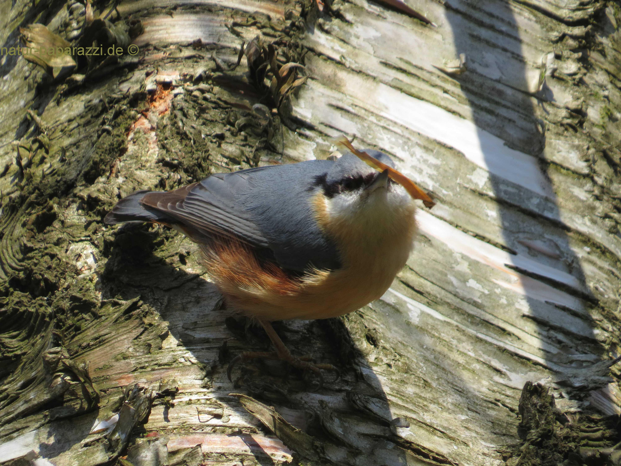 Kleiber mit Nestbaumaterial