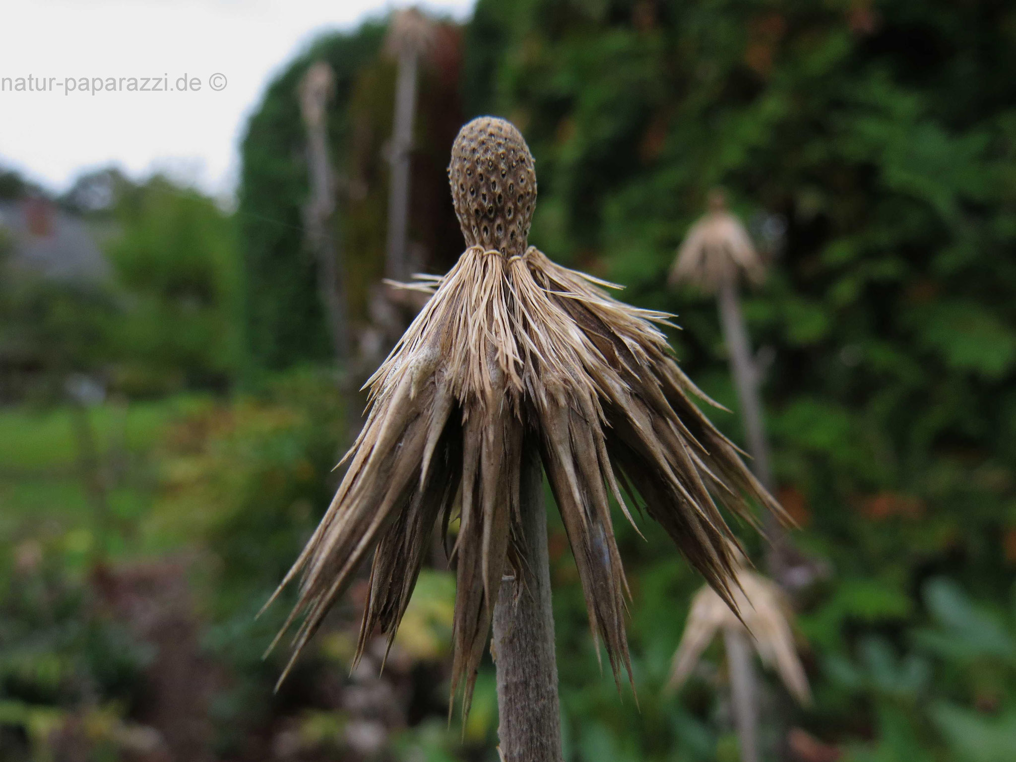Verblühte Kugeldistel
