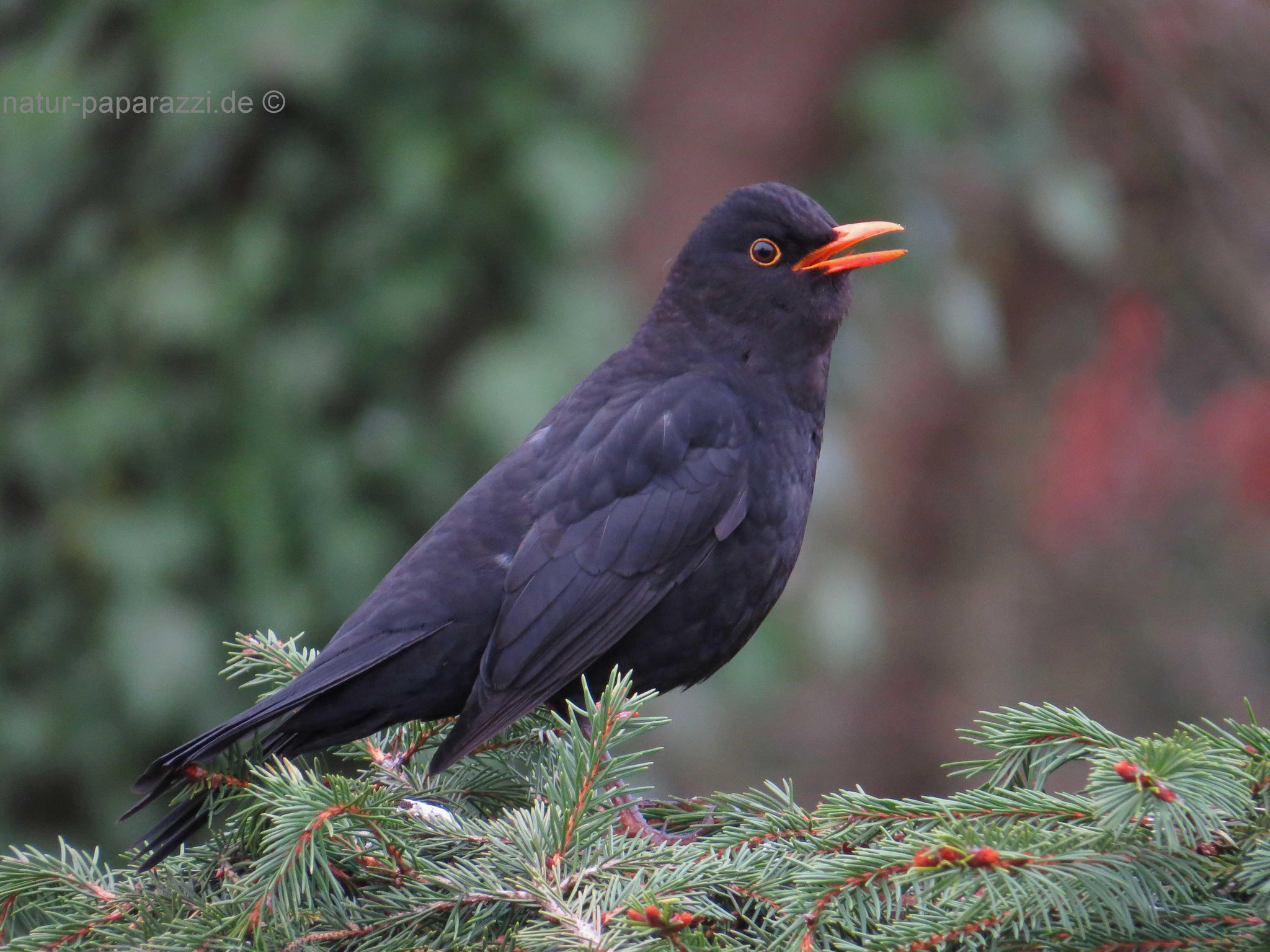Amsel