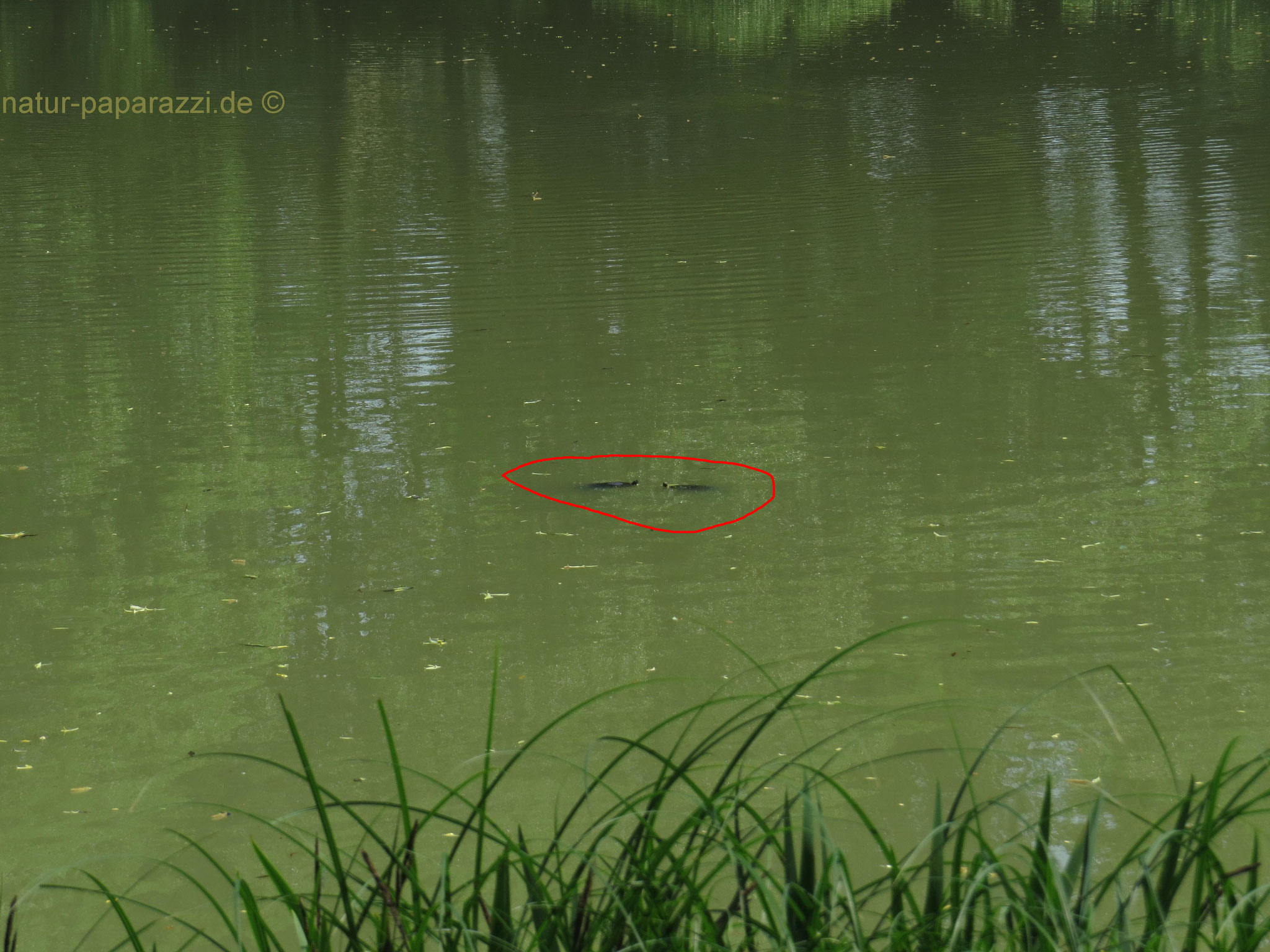 Florida-Rotbauch-Schmuckschildkröte mit (rechts) einer Gelbwangen-Schmuckschildkröte in einem kleinem Teich in HH Horn.