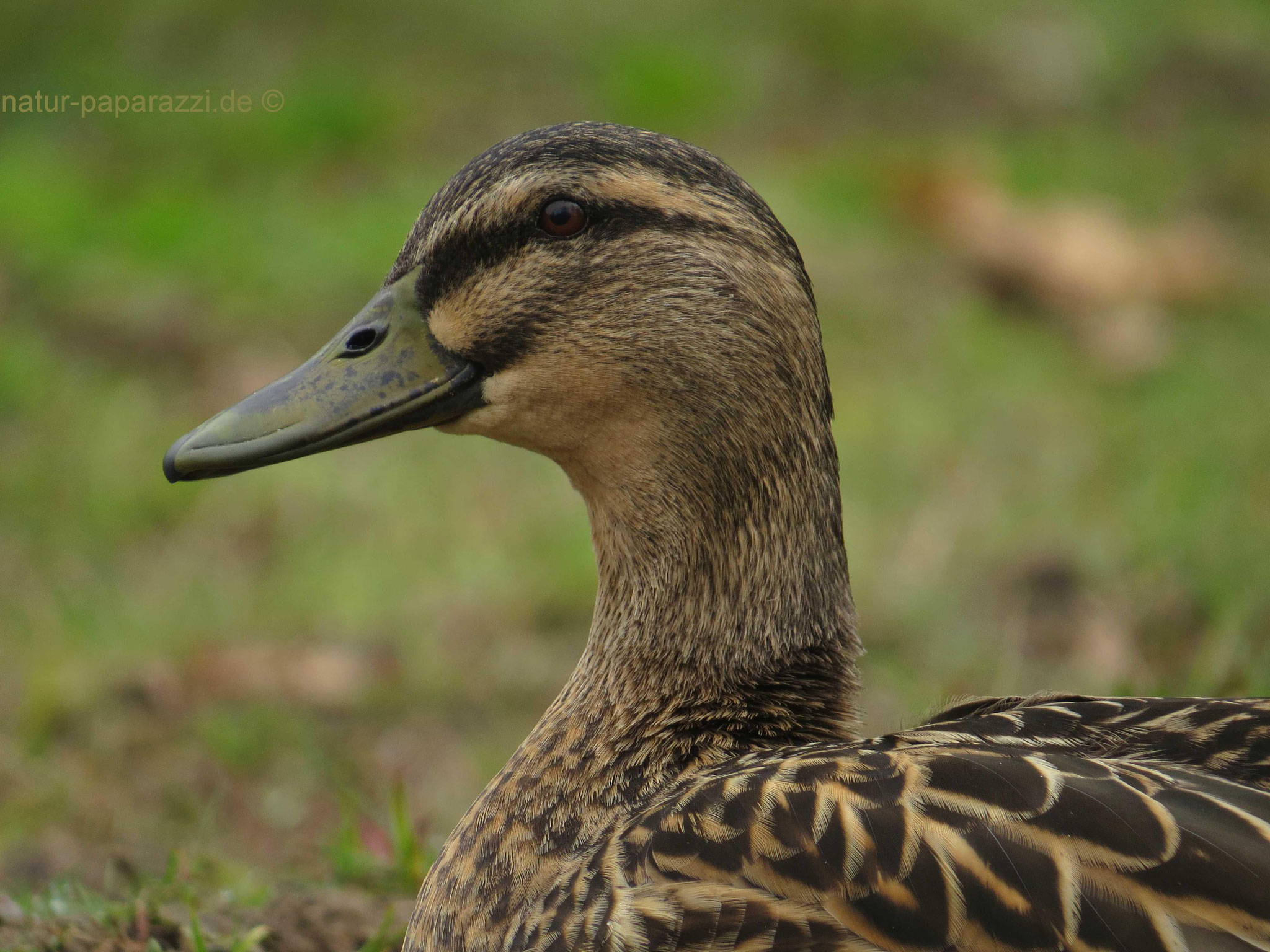 Stockente