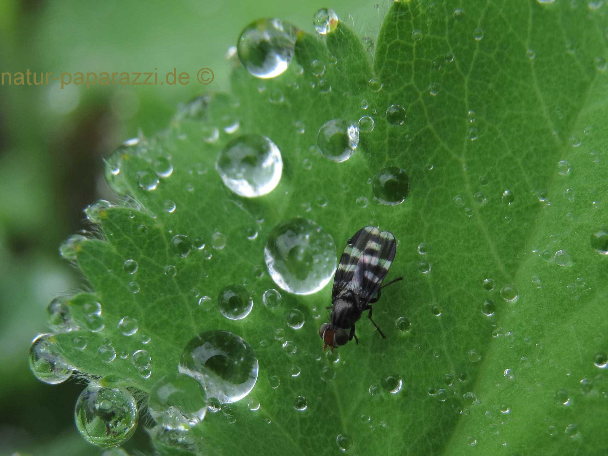 Handelt es sich bei der Schmuckfliege um Ceroxys urticae? Ceroxys urticae hat eigentlich rote Augen.