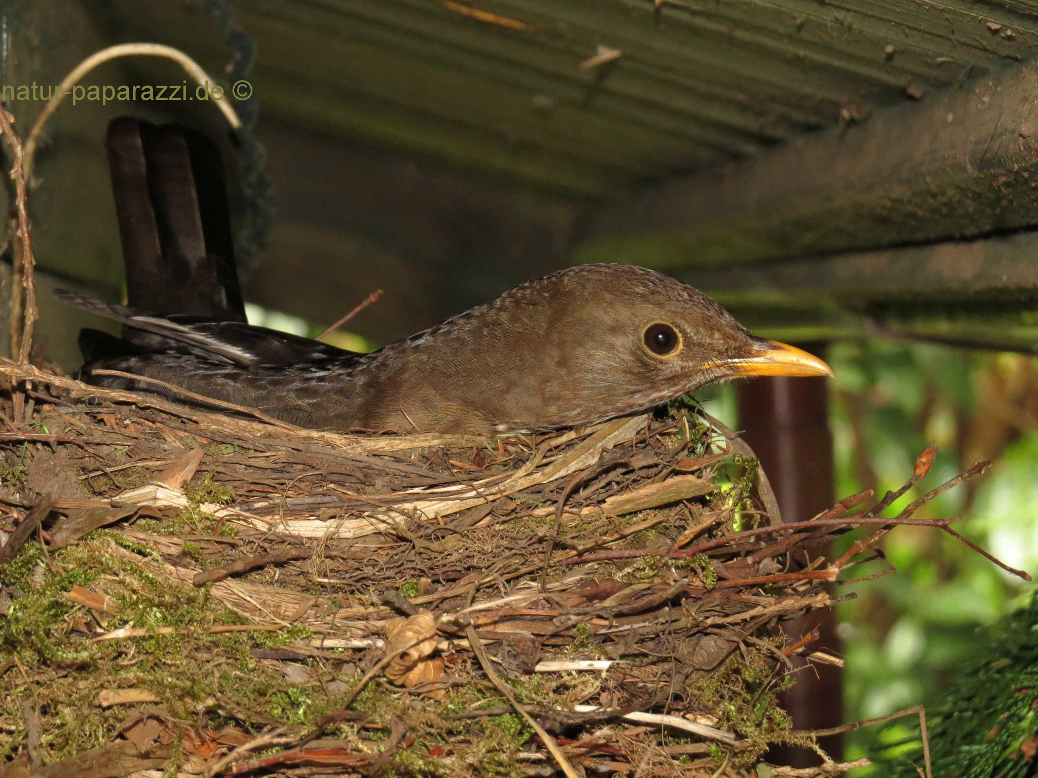 Brütende Amsel
