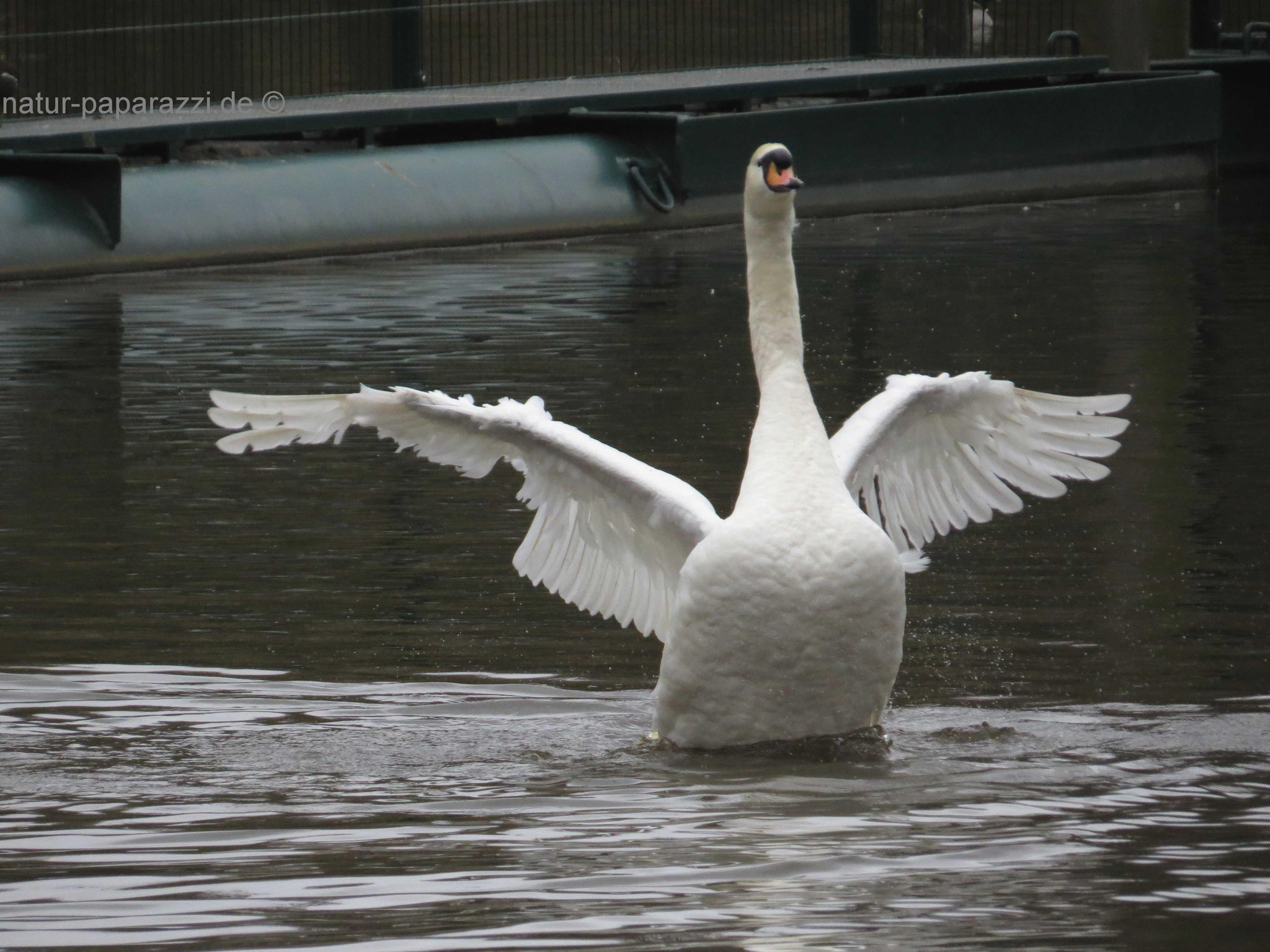 Höckerschwan