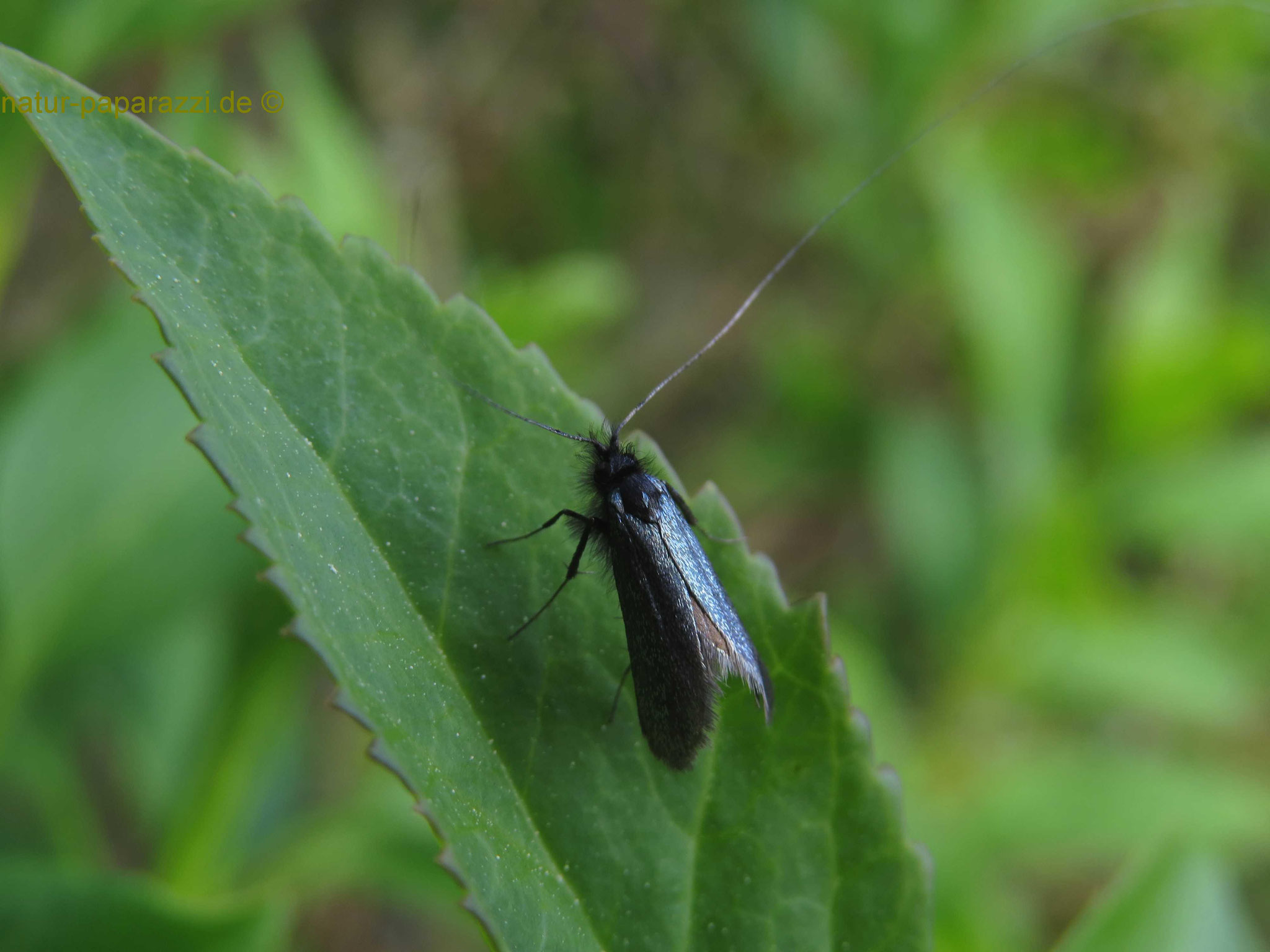 Adela Reaumurella ist ein Schmetterling! Er gehört zu der Familie der Langhornmotten. Nur die Männchen schwärmen.
