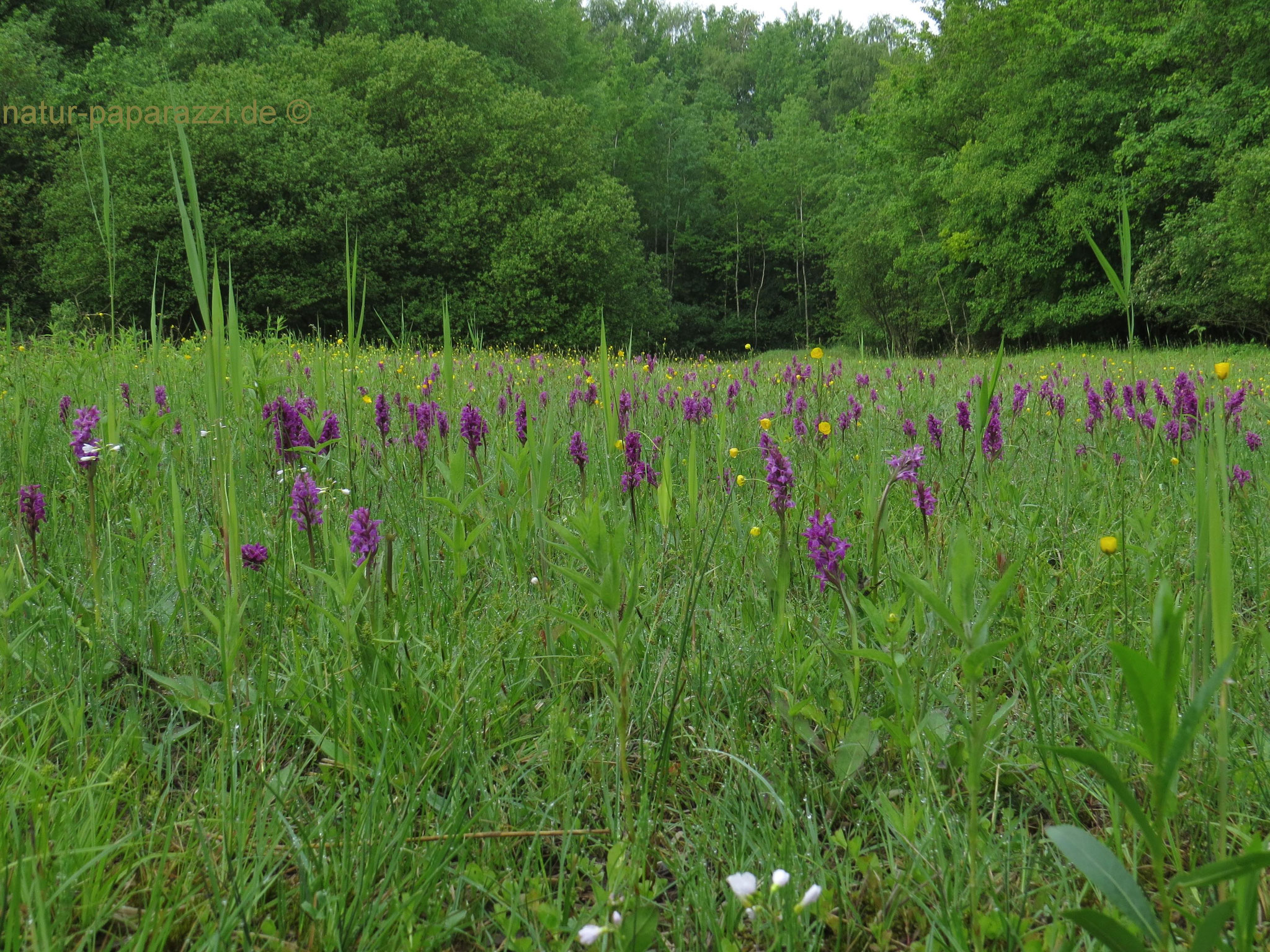 Orchideen gibt es nicht nur im Baumarkt. Hier sehen wir einen schönen Bestand vom Breitblättrigem Knabenkraut. Typisch sind die dunklen Flecken auf den Blättern.1989 Orchidee des Jahres. Rote Liste 3 