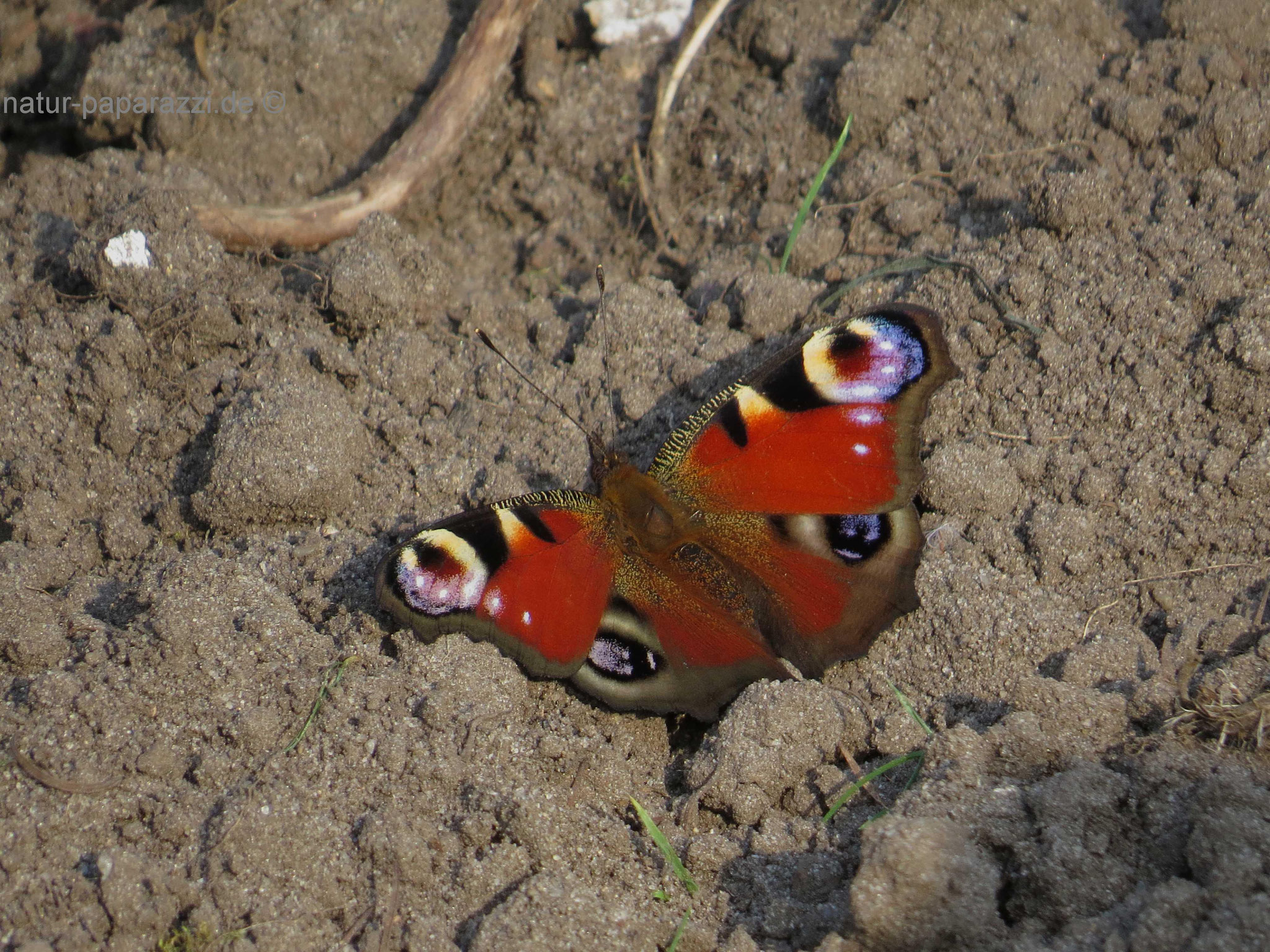 Das Tagpfauenauge wurde 2009 zum Schmetterling des Jahres gewählt.