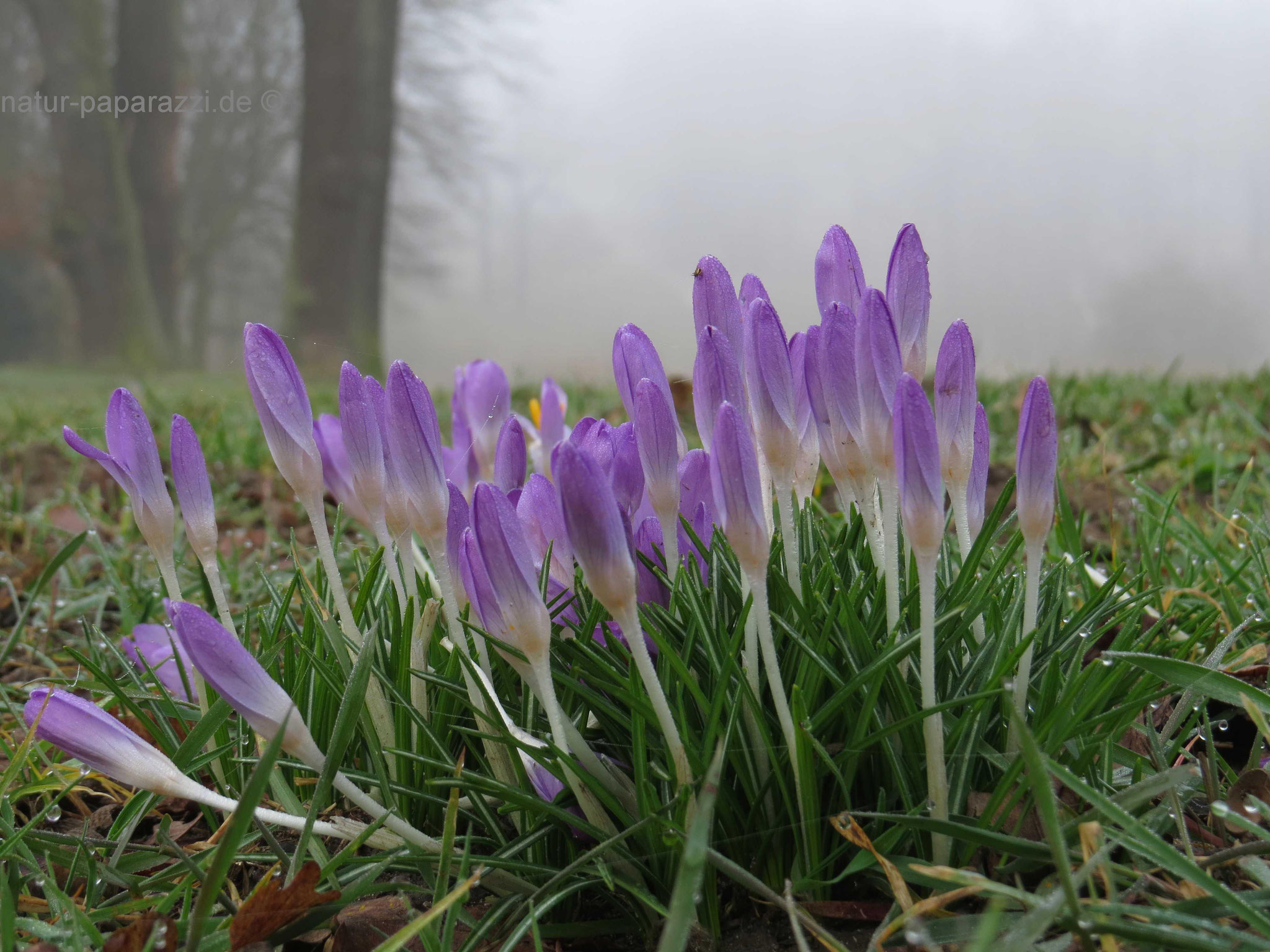 Krokusse