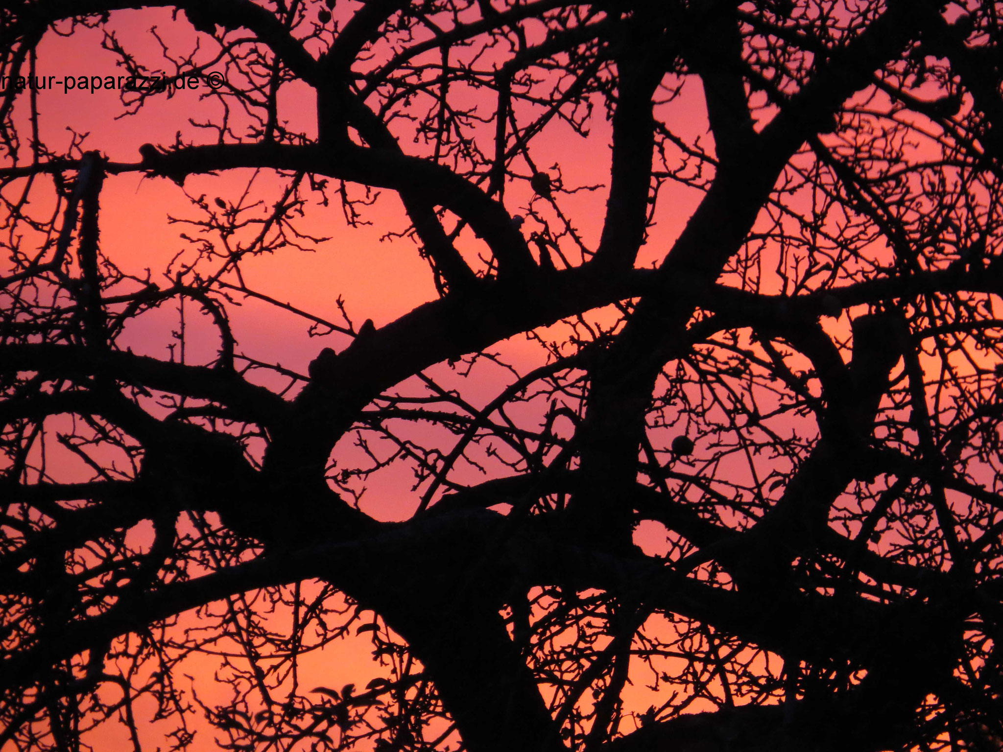 Apfelbaum am Morgen