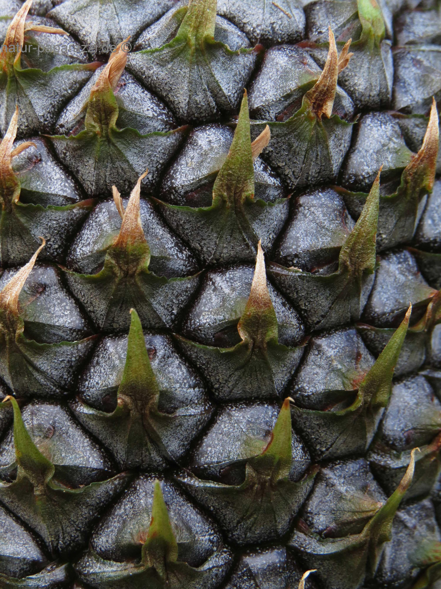 Ananas