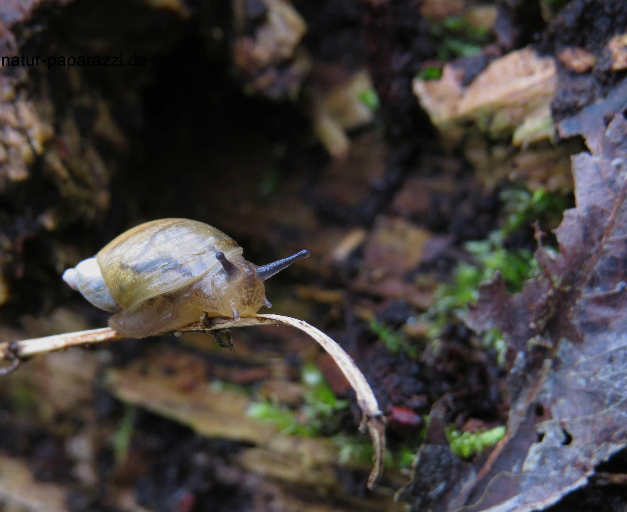 Die gemeine Bernsteinschnecke findet man oft an Flussufern