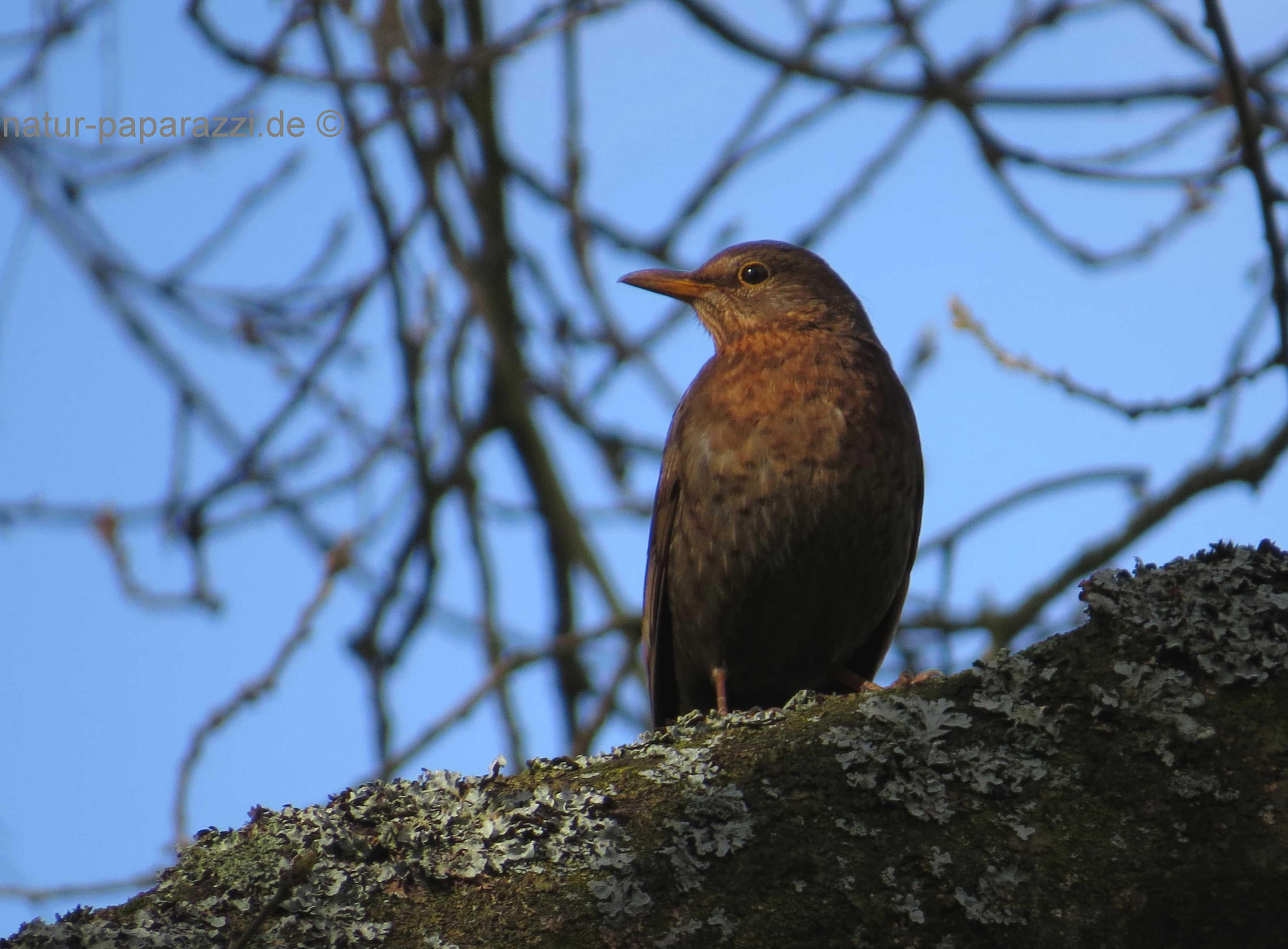 Amsel