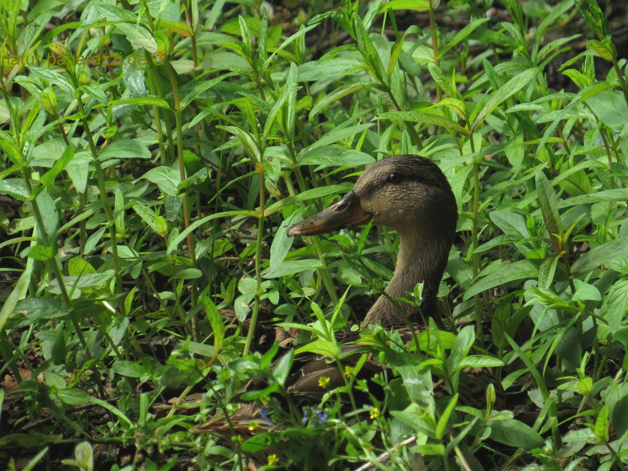 Stockente