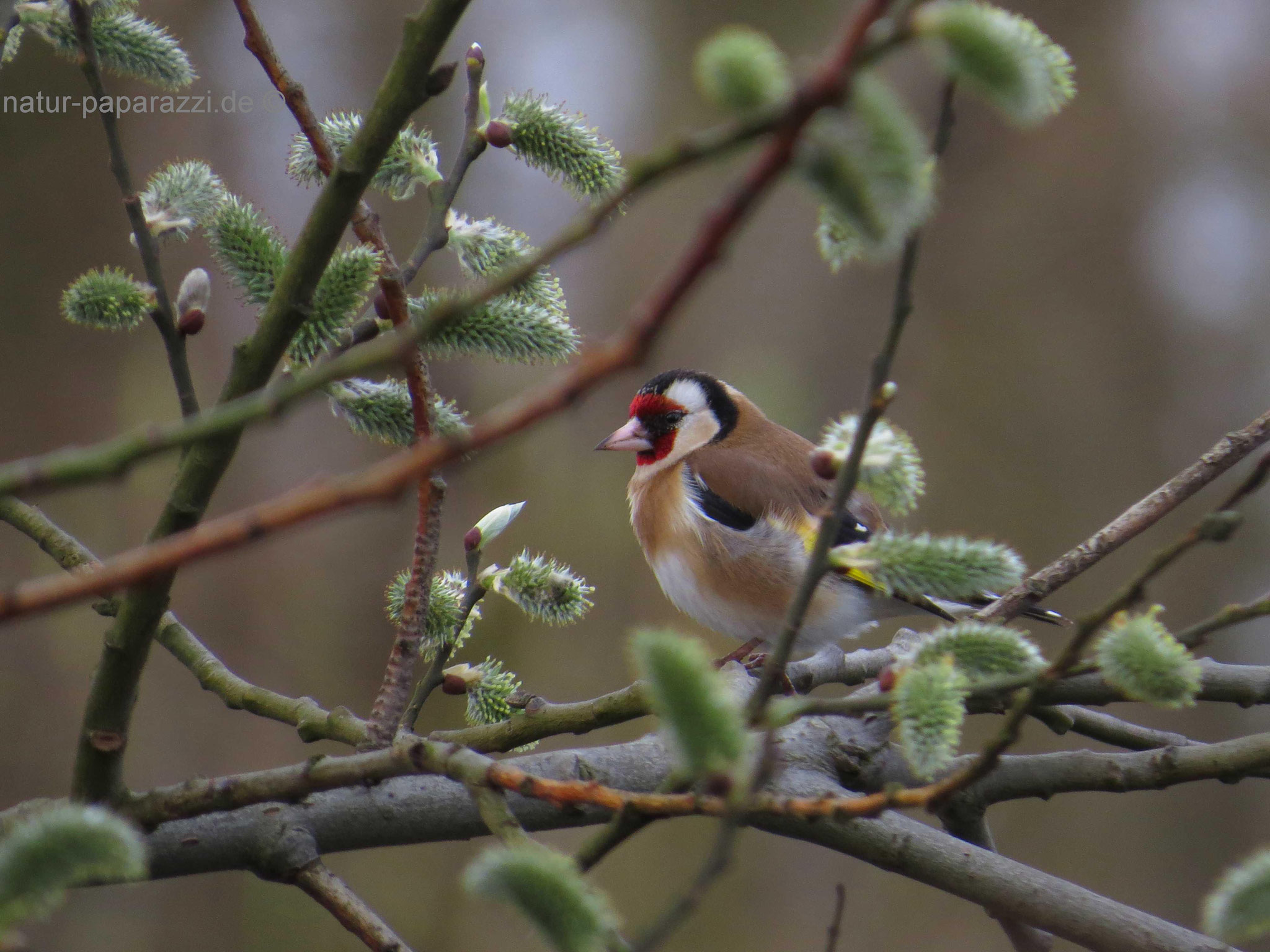 Der Stieglitz war 2016 der Vogel des Jahres