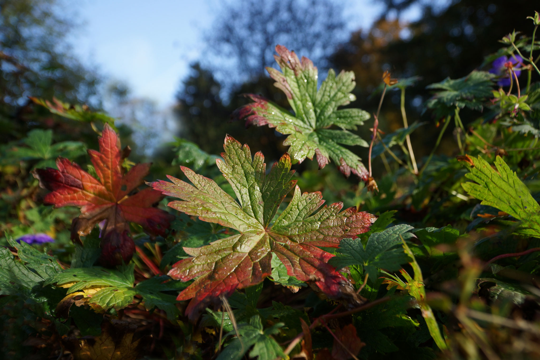 Herbstfarben