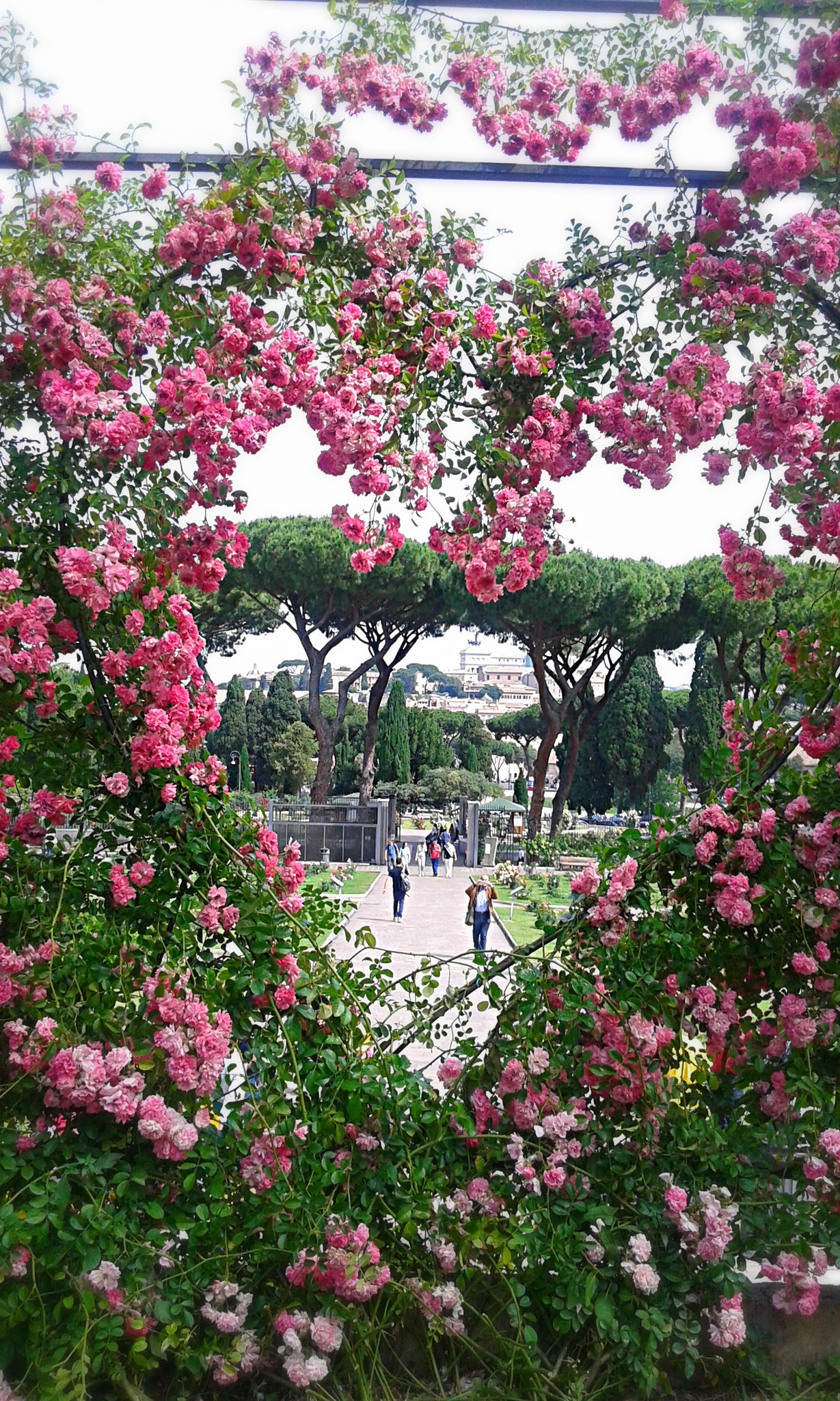 Il cuore di rose con Roma allo sfondo