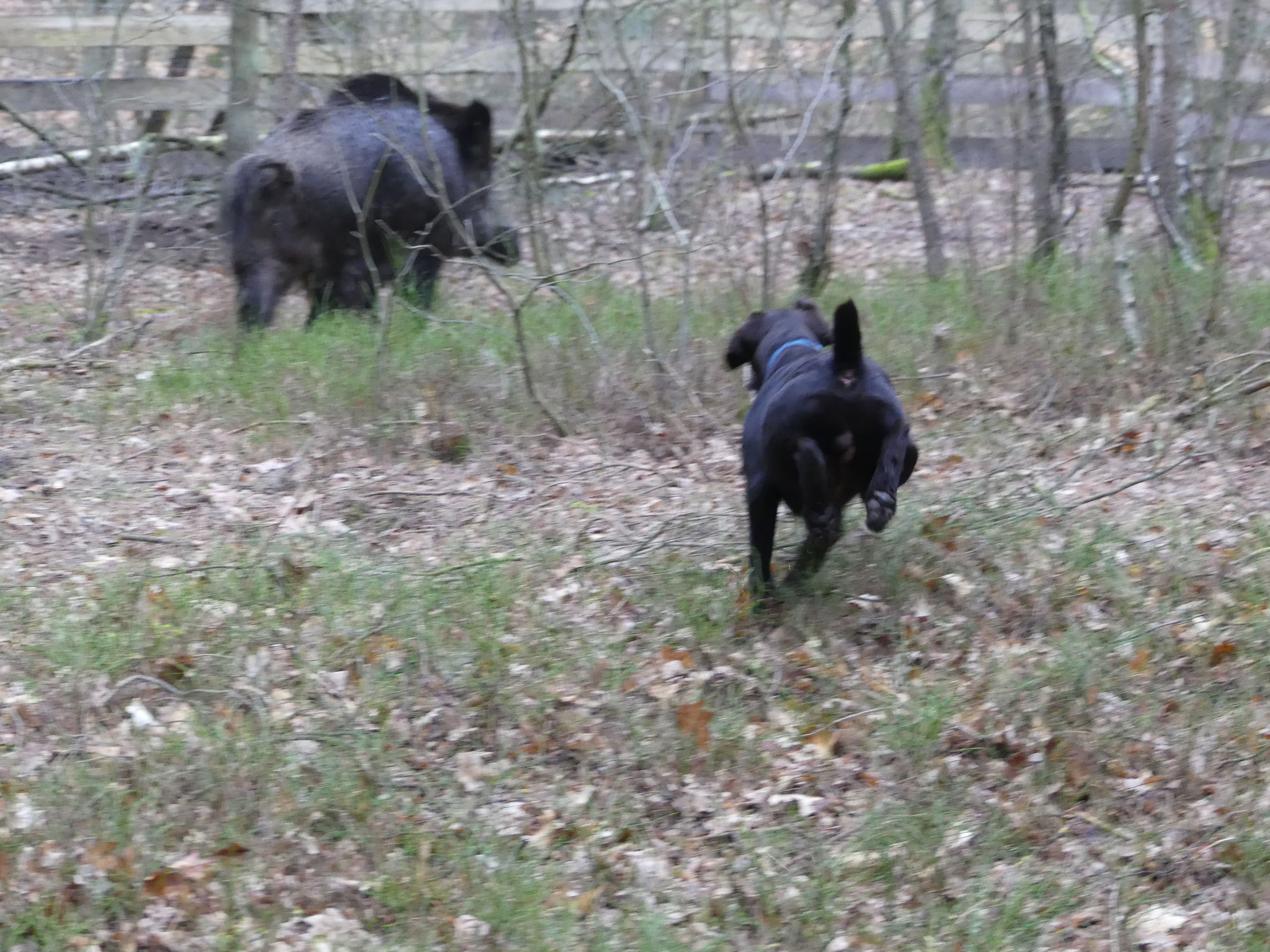 Enzo vom Lewitzblick