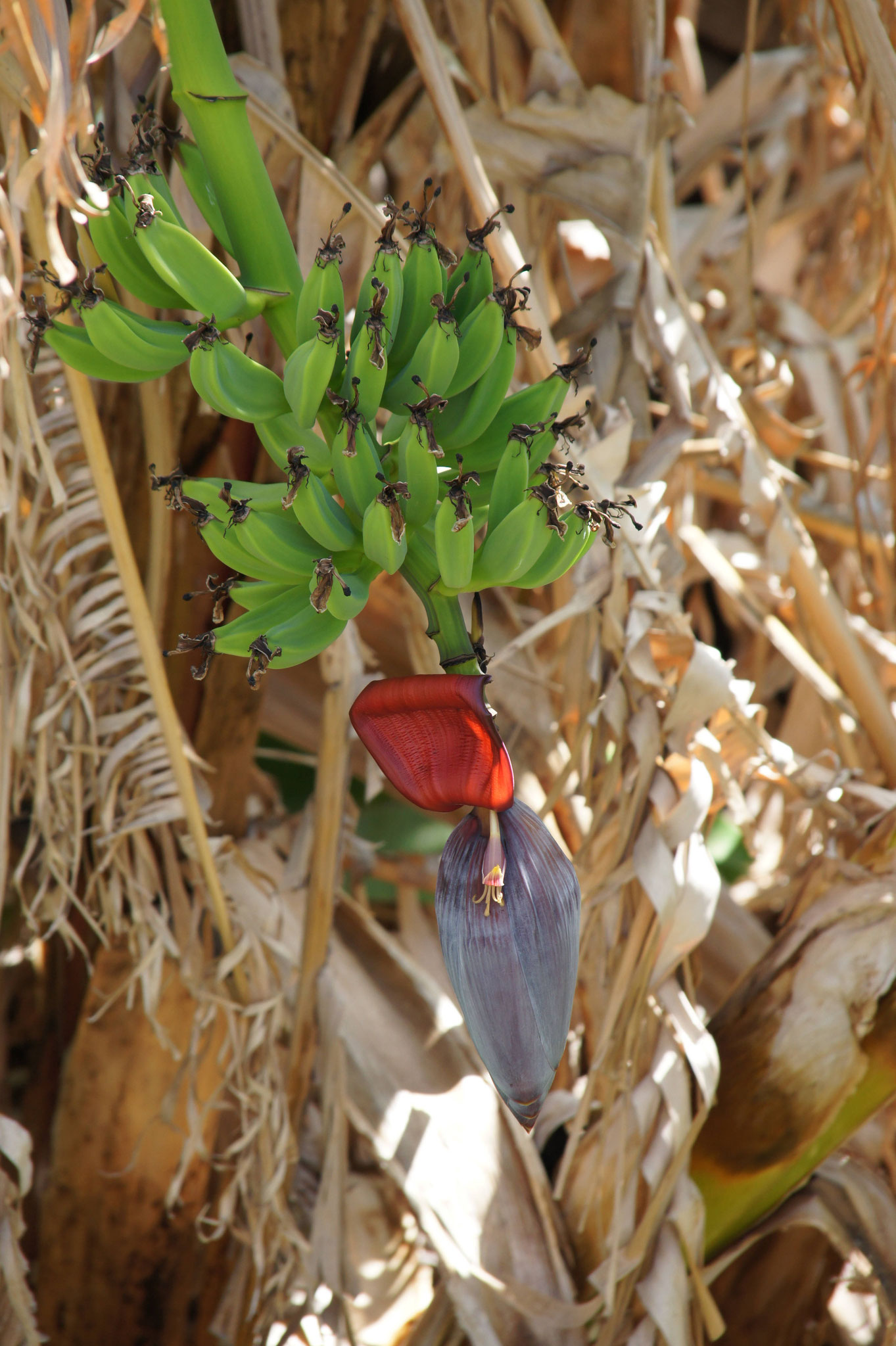 Lady Finger bananas (Musa acuminata)