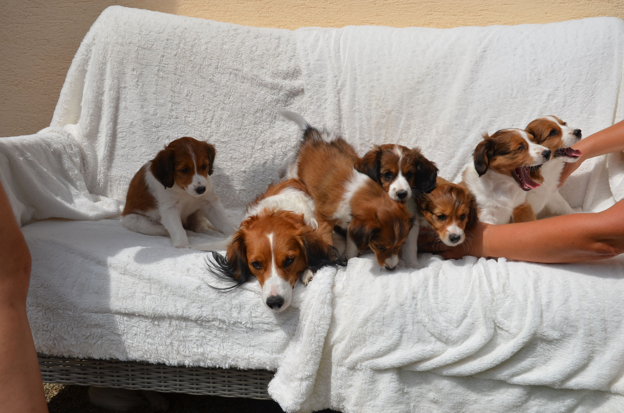 Von klein bis groß wird gekuschelt, während die Hunde in der Sonne auf einer Bank liegen