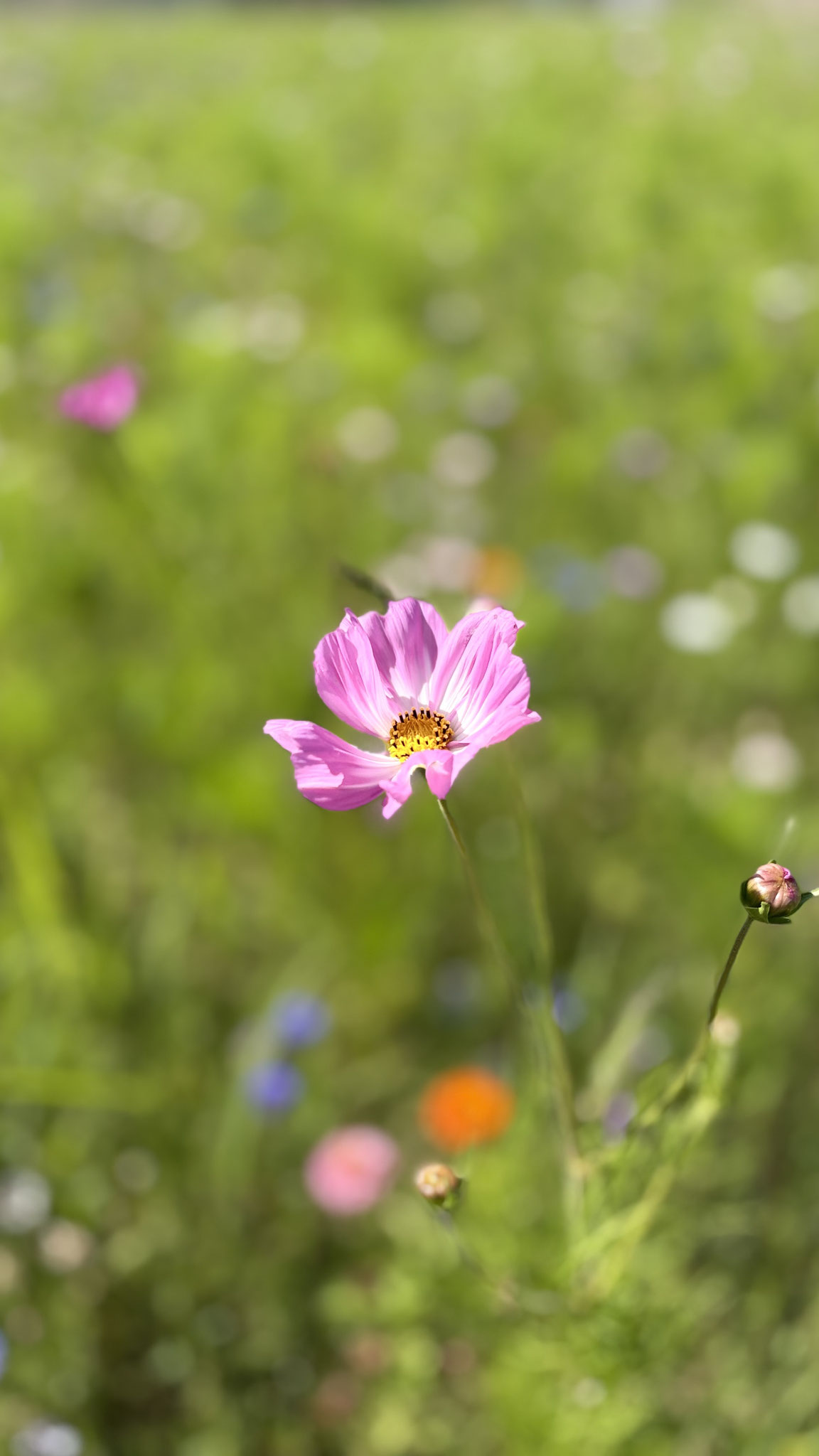 7 - Au cœur de la prairie à Fabas