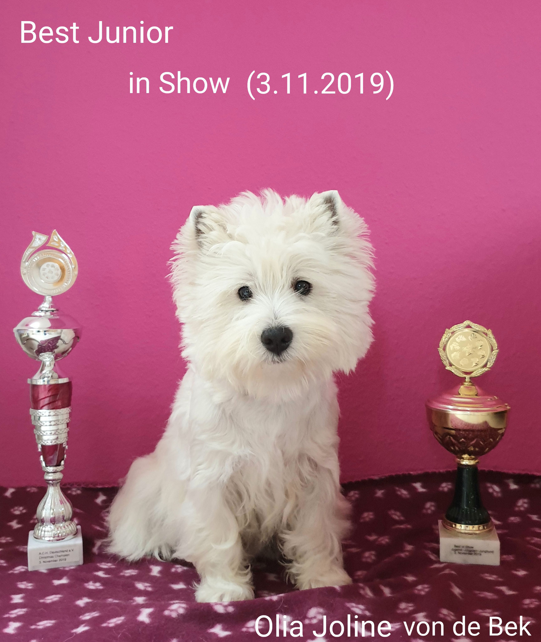 Best Junior in Show 03.11.2019