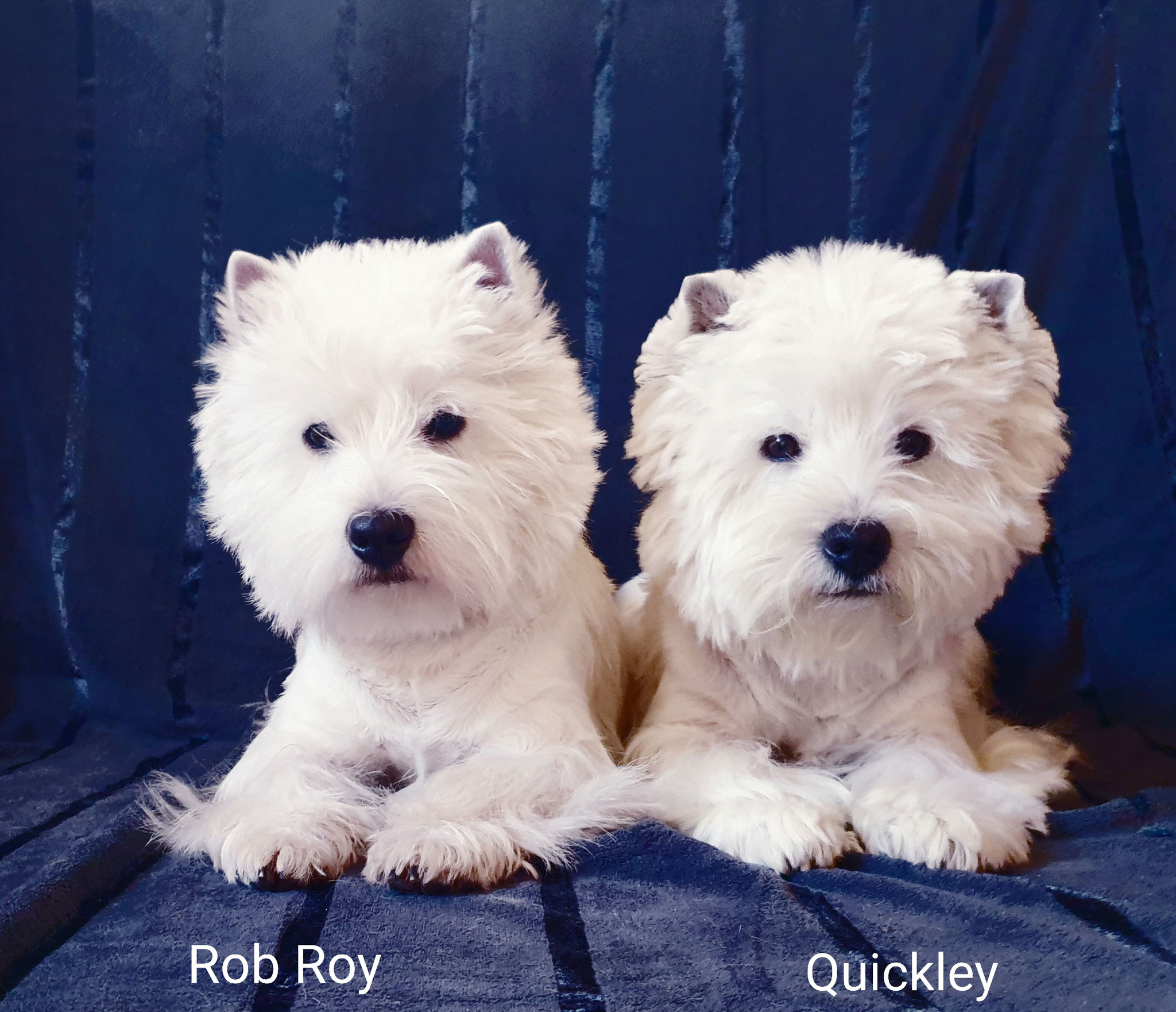 Rob Roy und Quickley 01/2020