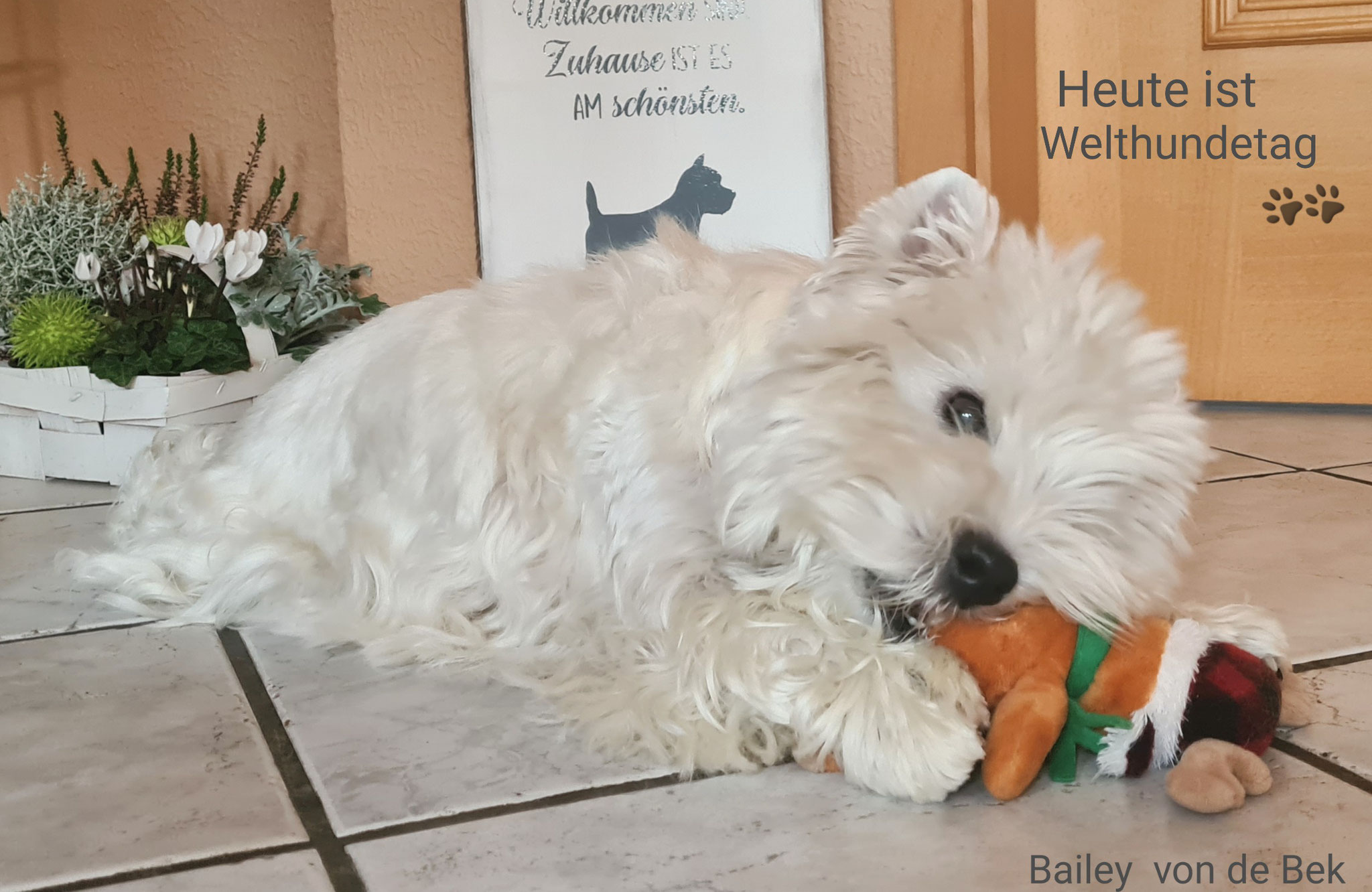 Bailey am 10.10.2020